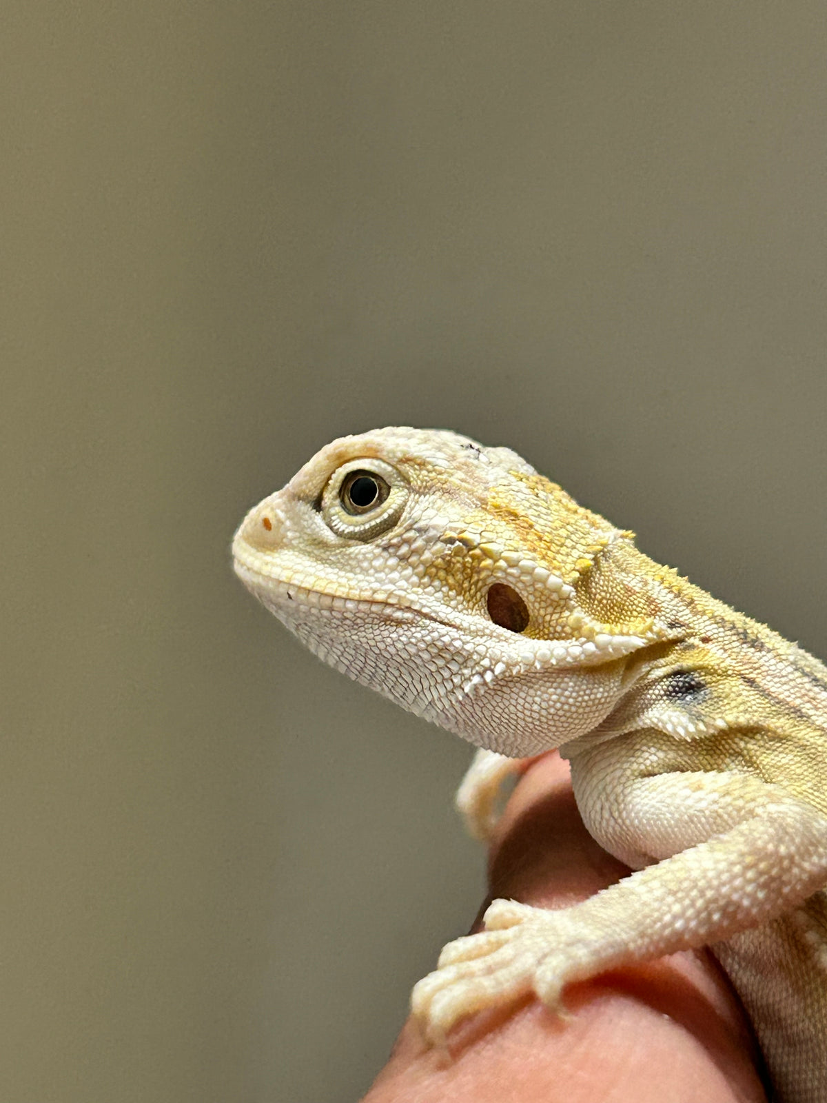Pogona Citrus Leatherback macho (Nip tail)