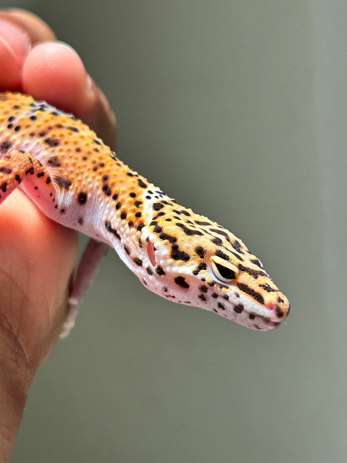 Gecko Leopardo Noir dèsir hembra (Ojos pequeños)