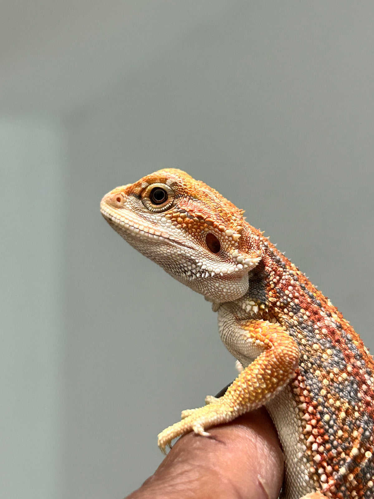 Pogona Orange dunner macho