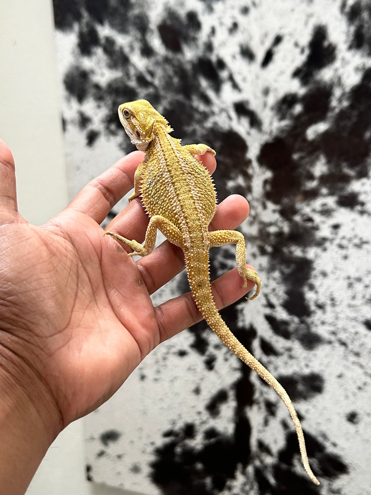 Pogona Citrus Hypo hembra