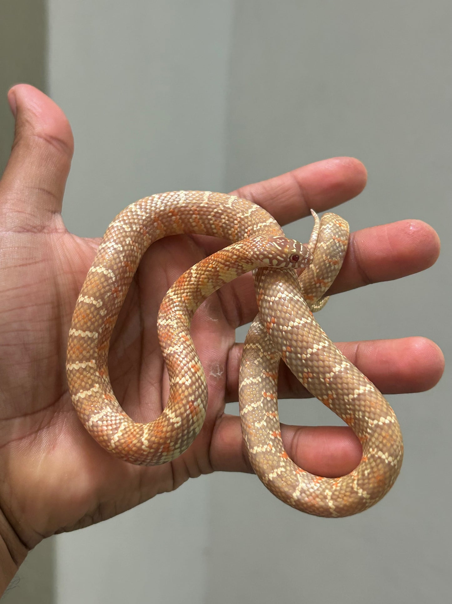 Serpiente Rey de brooks lavender macho