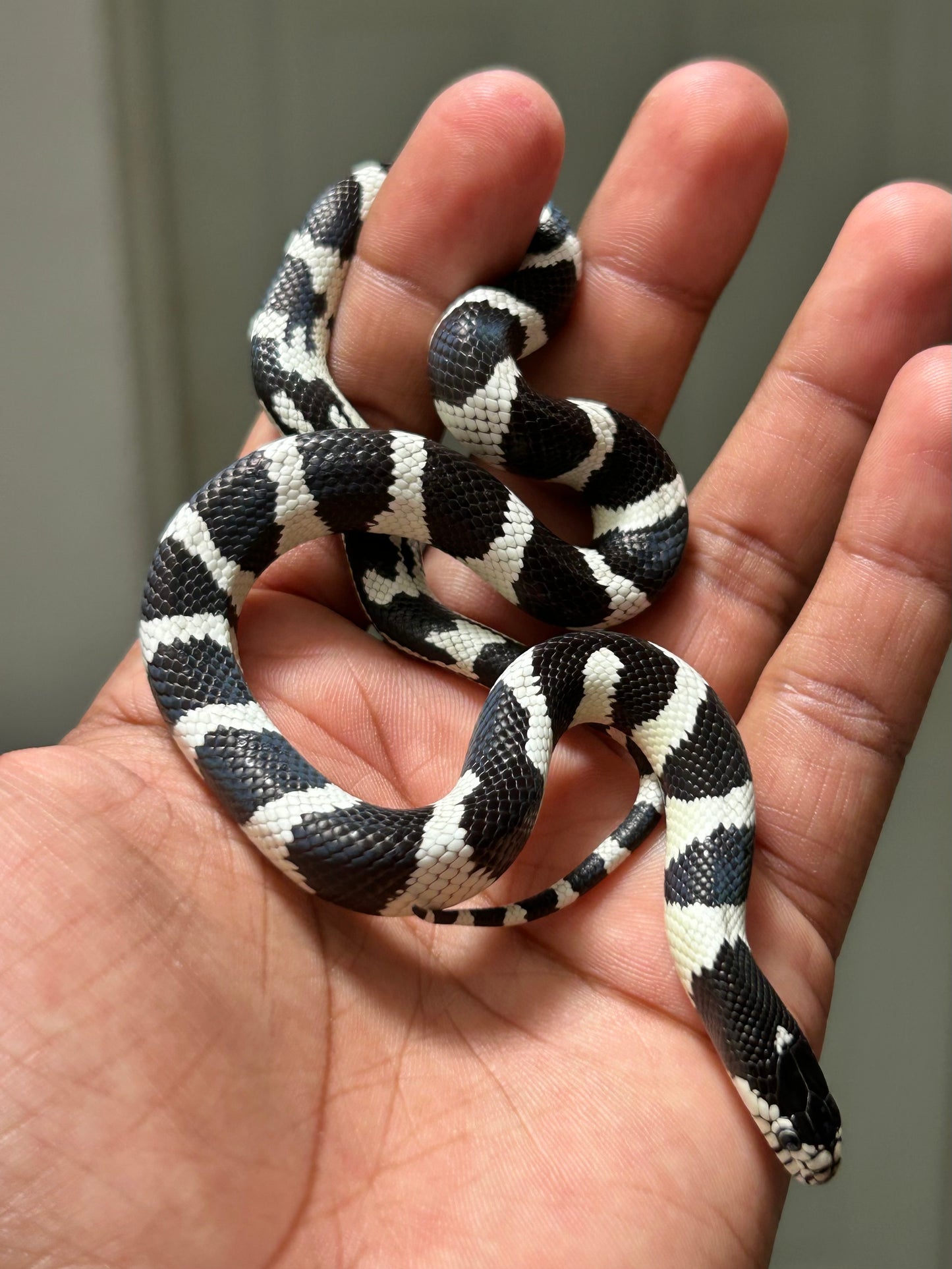 Serpiente rey de california