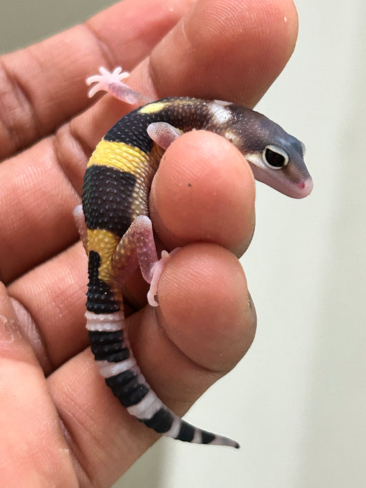 Gecko leopardo eclipse