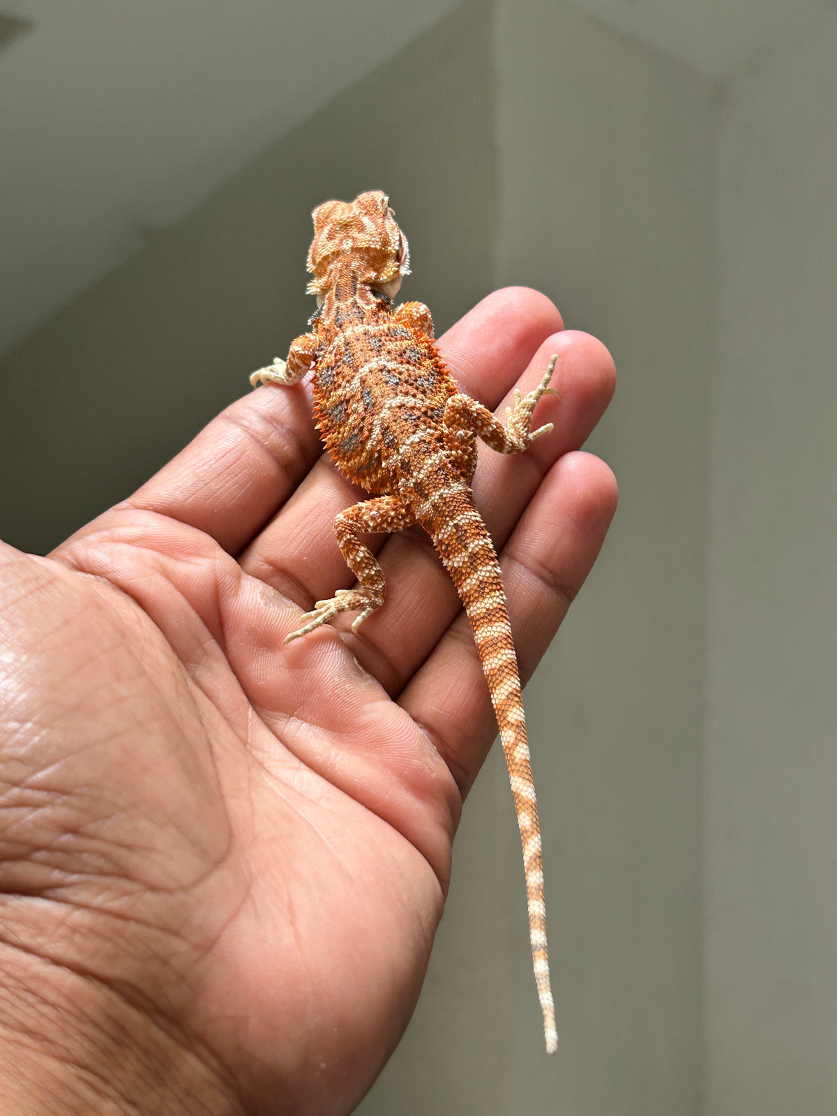 Pogona Chamuco macho