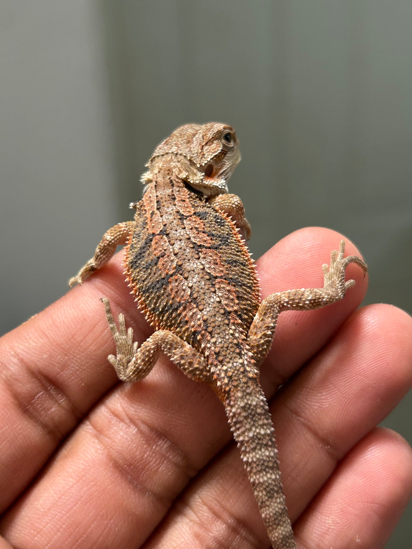 Pogona Nominal het hypo hembra