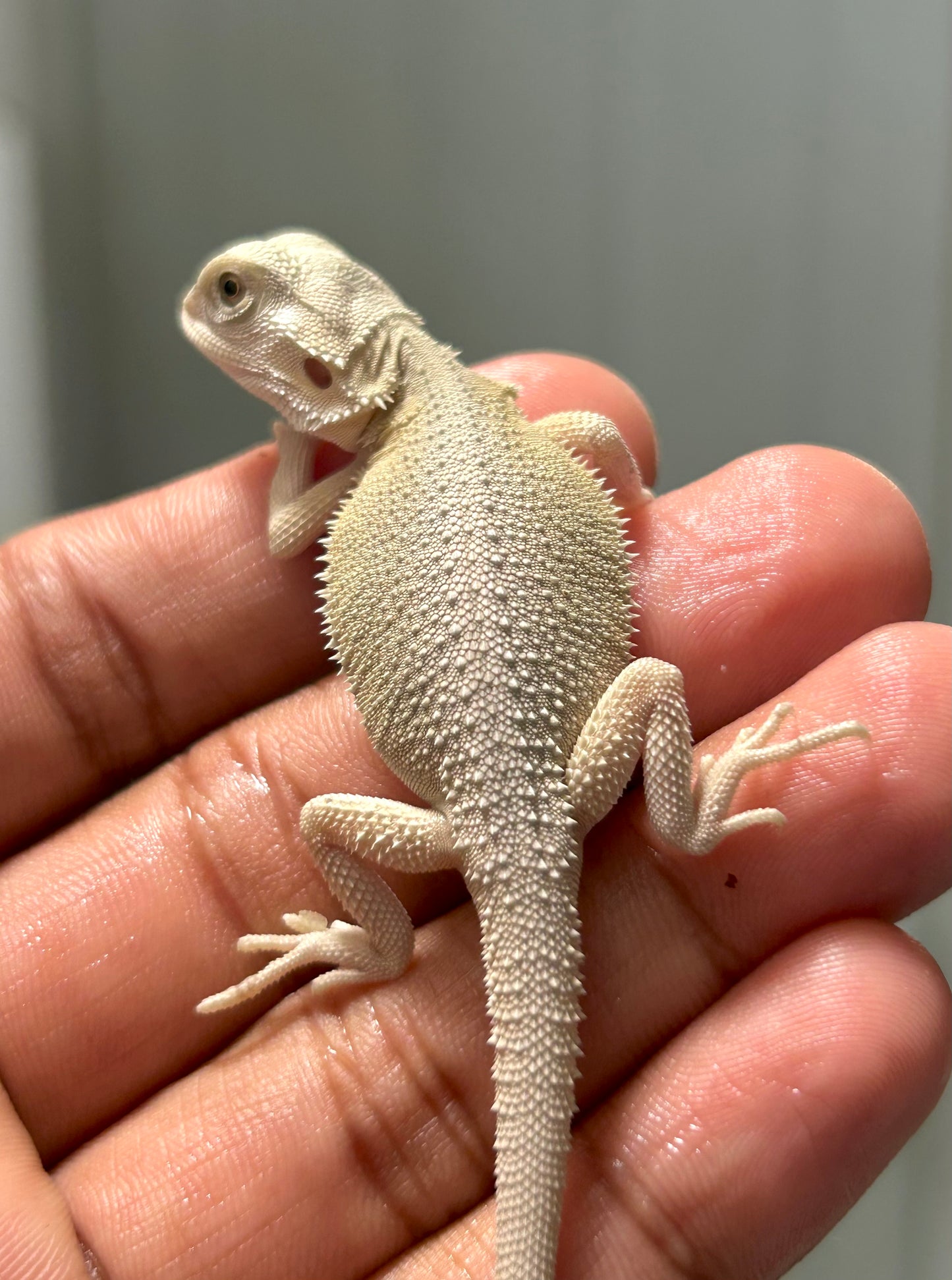 Pogona hypo witblits macho