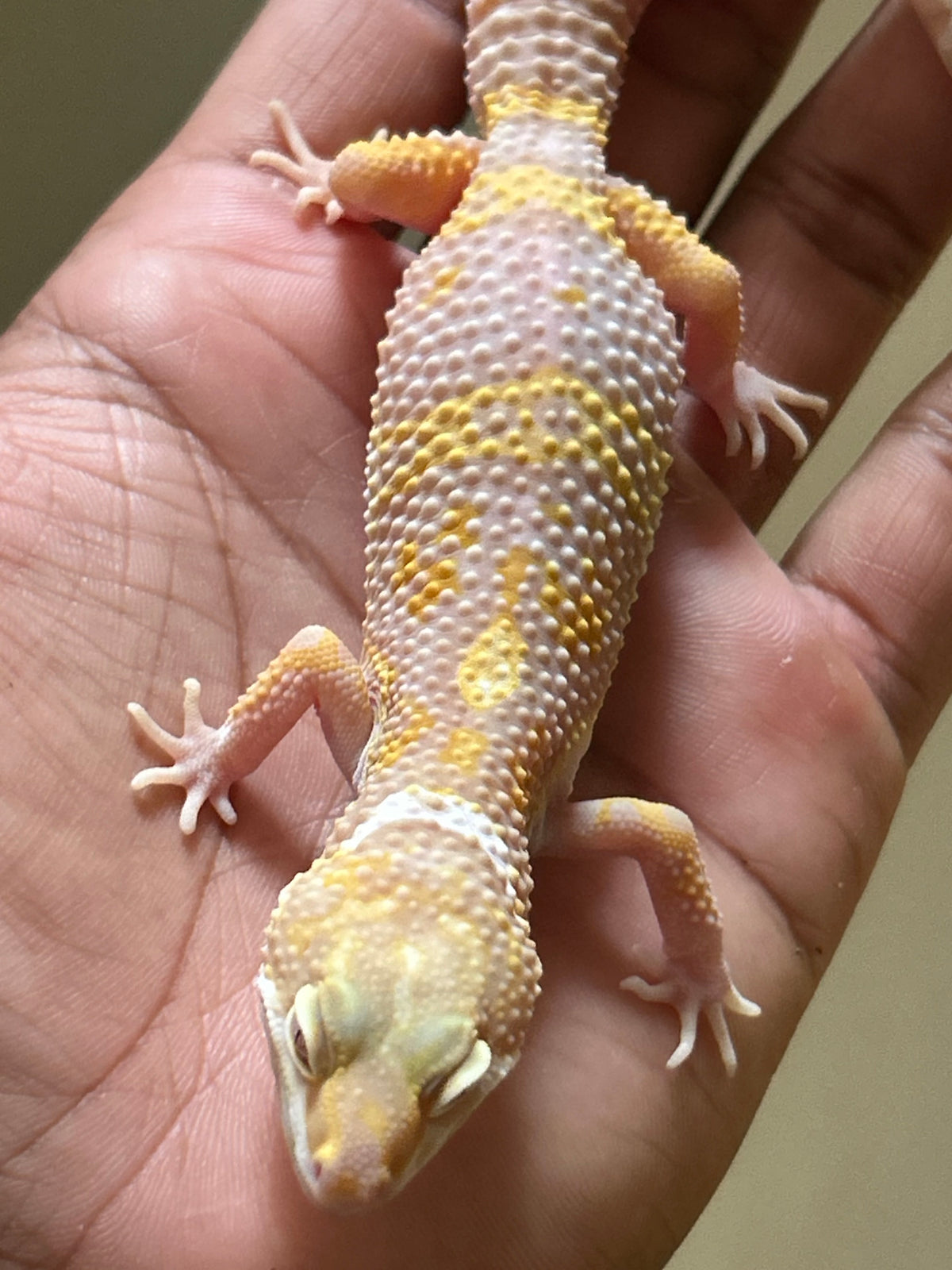 Gecko leopardo snow raptor macho