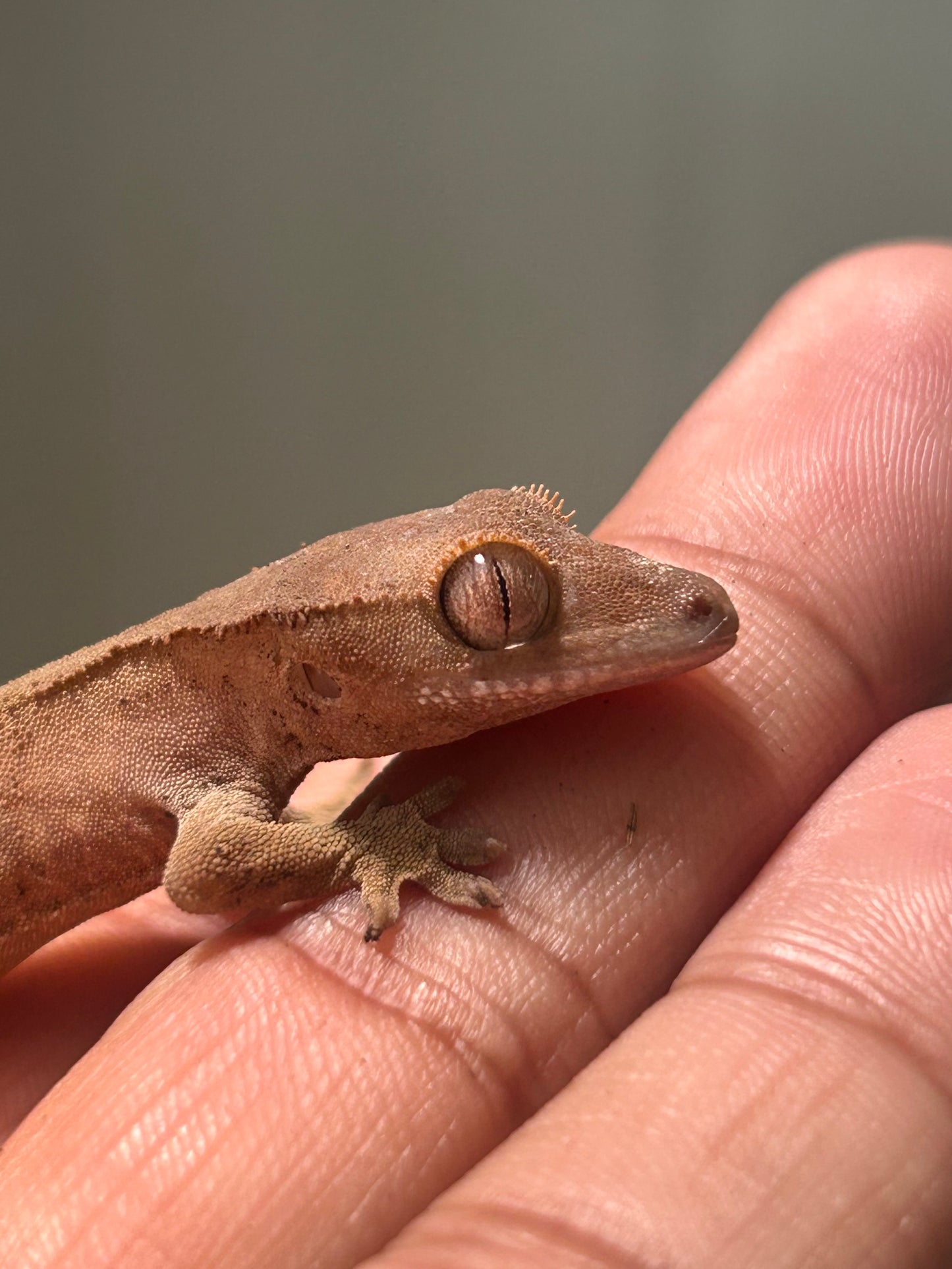 Gecko crestado patternless