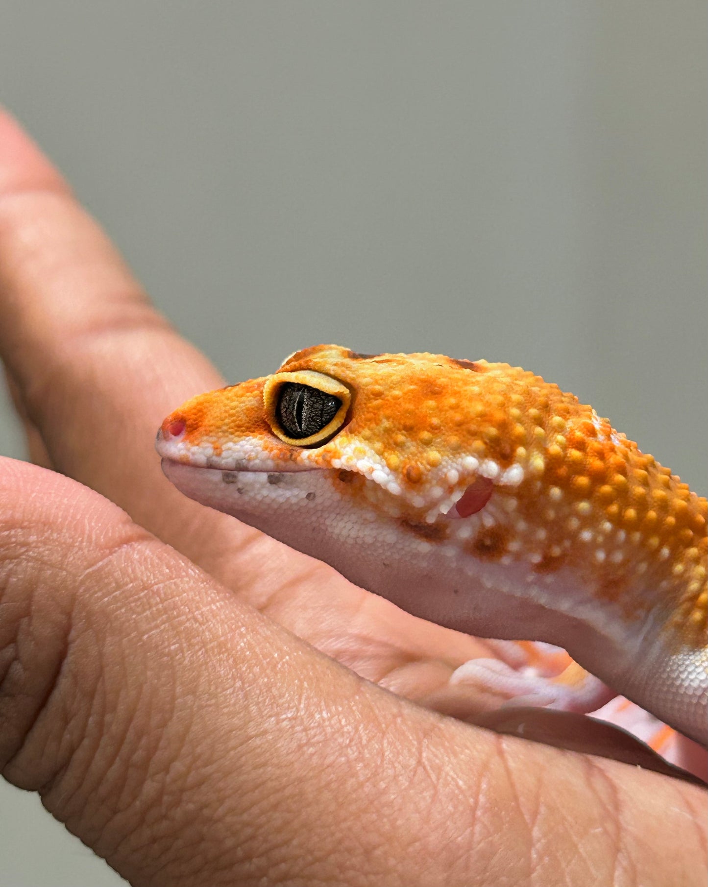 Gecko leopardo blood macho