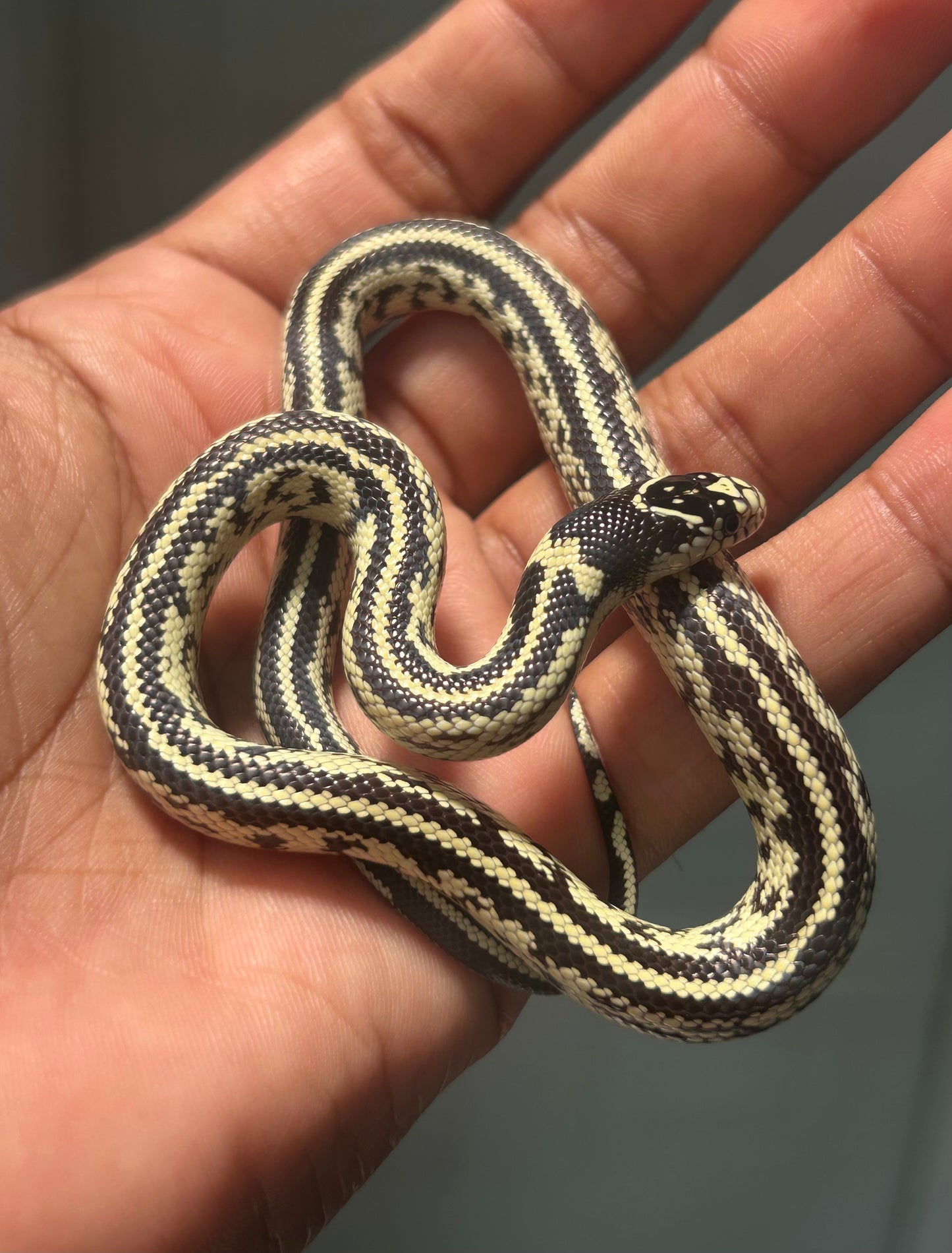 Serpiente Rey de California aberrante macho
