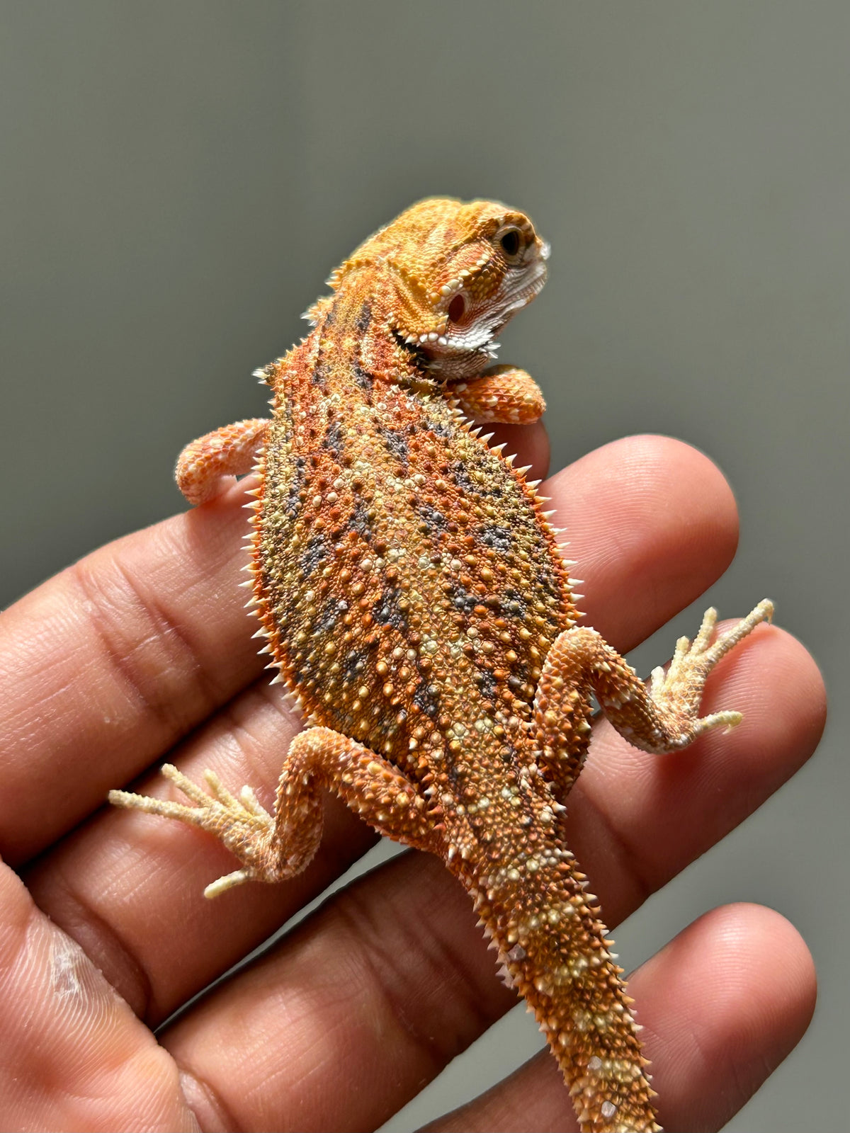 Pogona Orange hypo macho