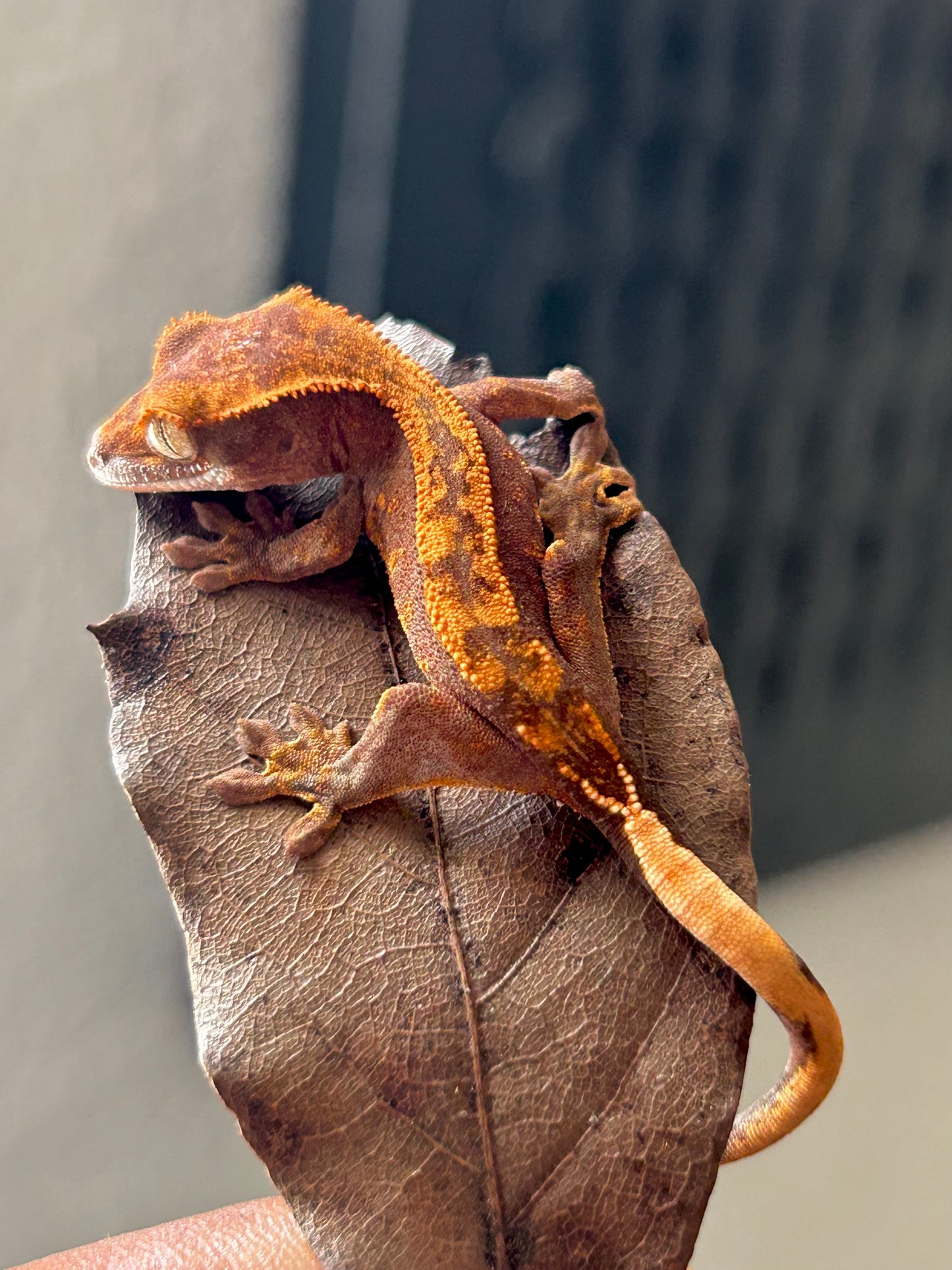 Gecko crestado harlequin pinstripe
