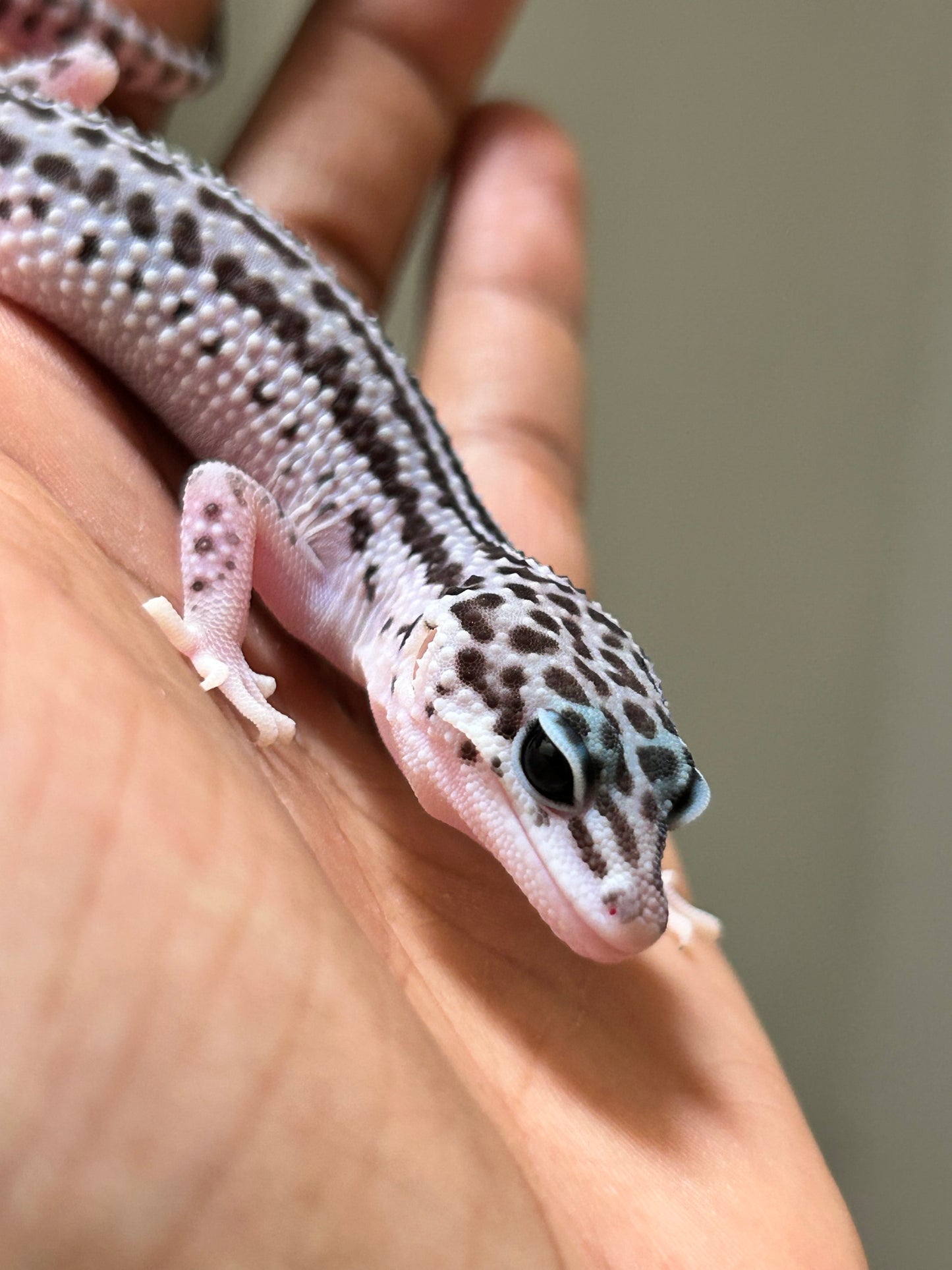 Gecko leopardo Super Snow