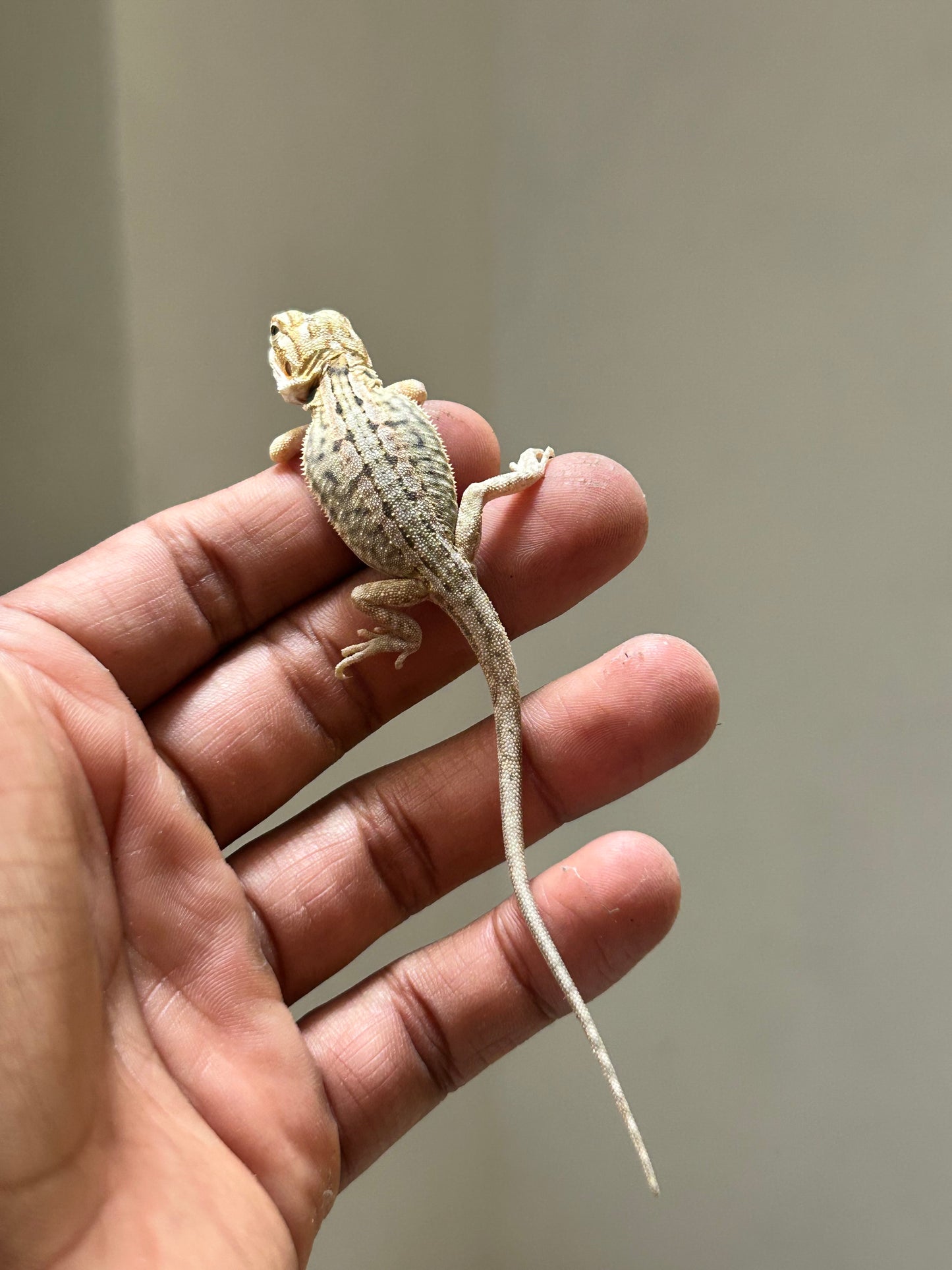 Pogona Citrus Hypo leatherback macho