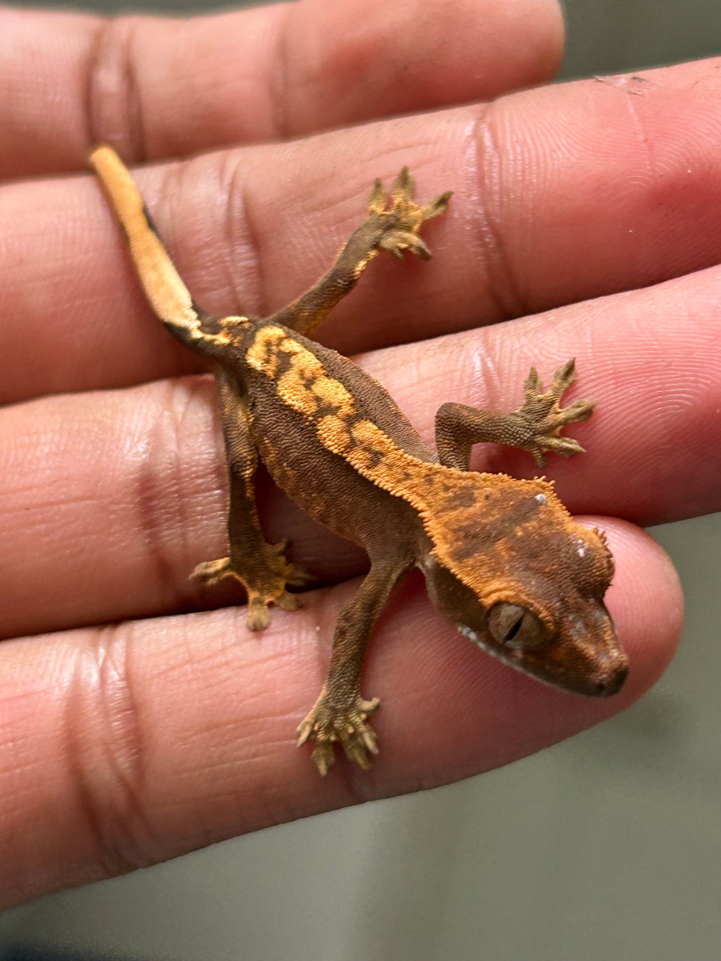 Gecko crestado harlequin