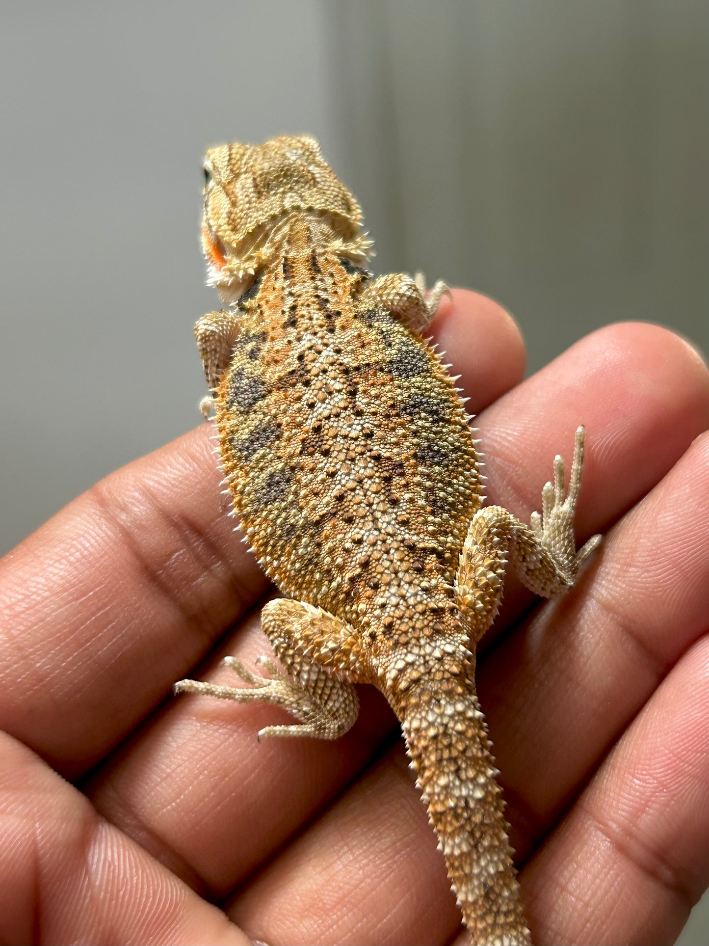 Pogona Nominal het hypo hembra