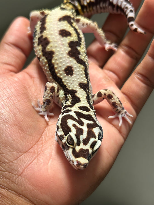 Gecko leopardo Bold stripe hembra