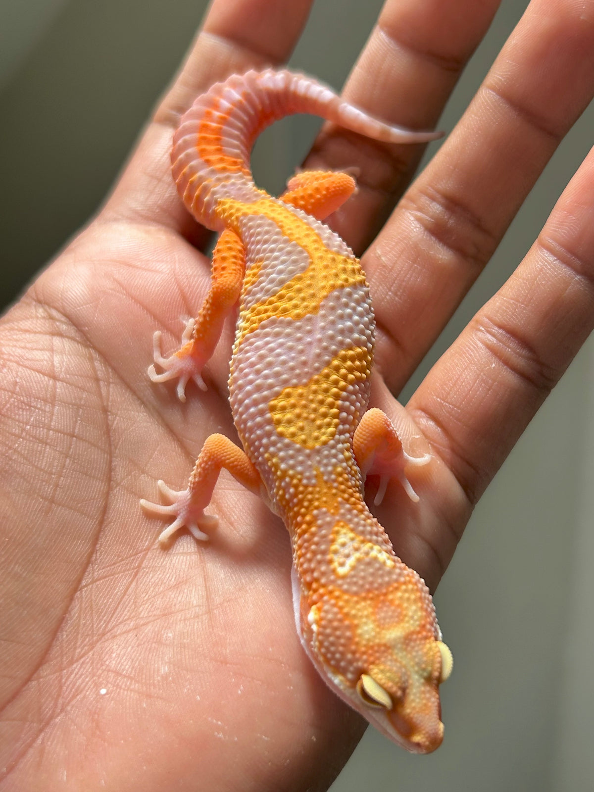 Gecko leopardo Red Diamond macho