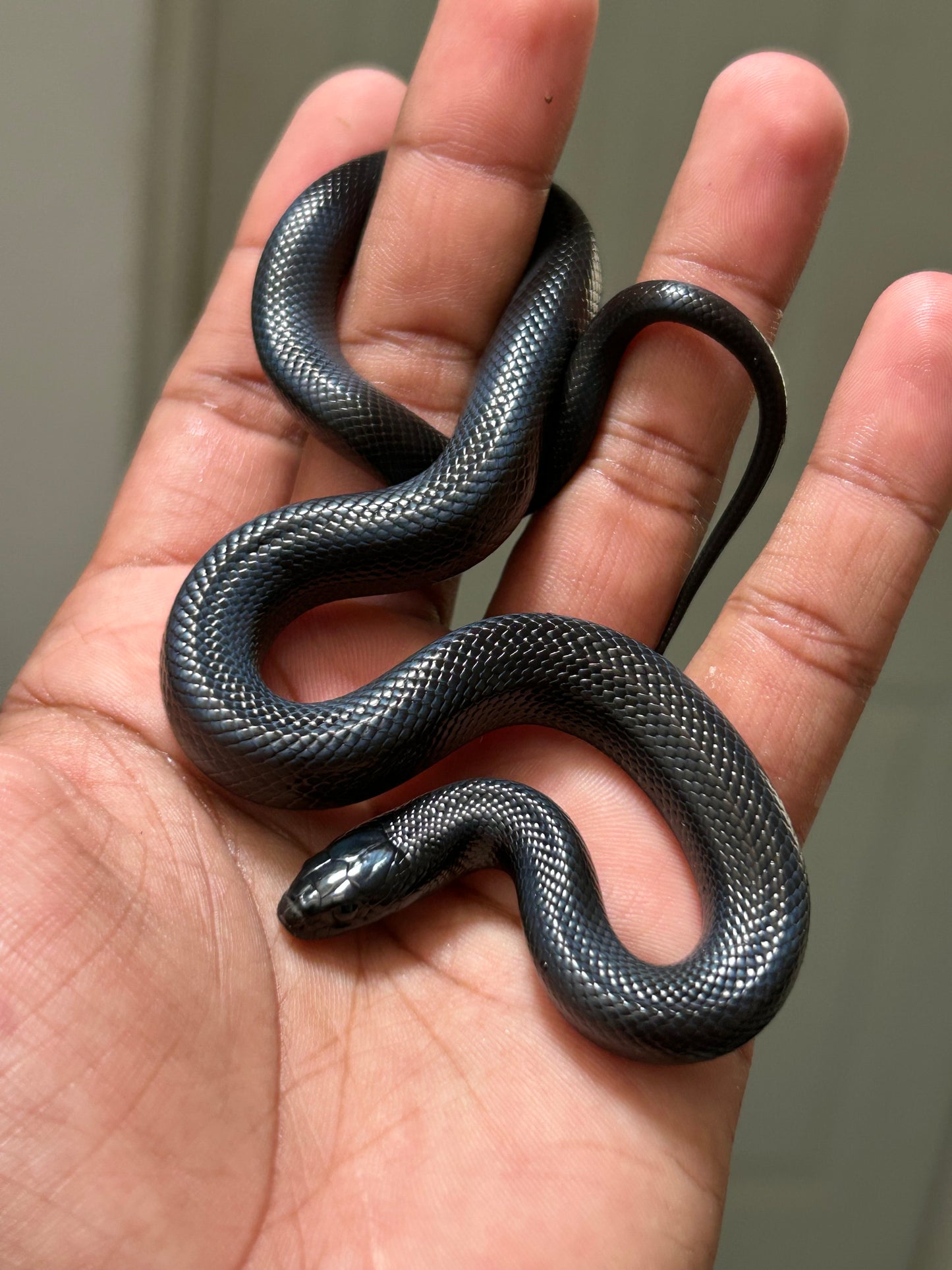 Serpiente Rey Negra Mexicana hembra