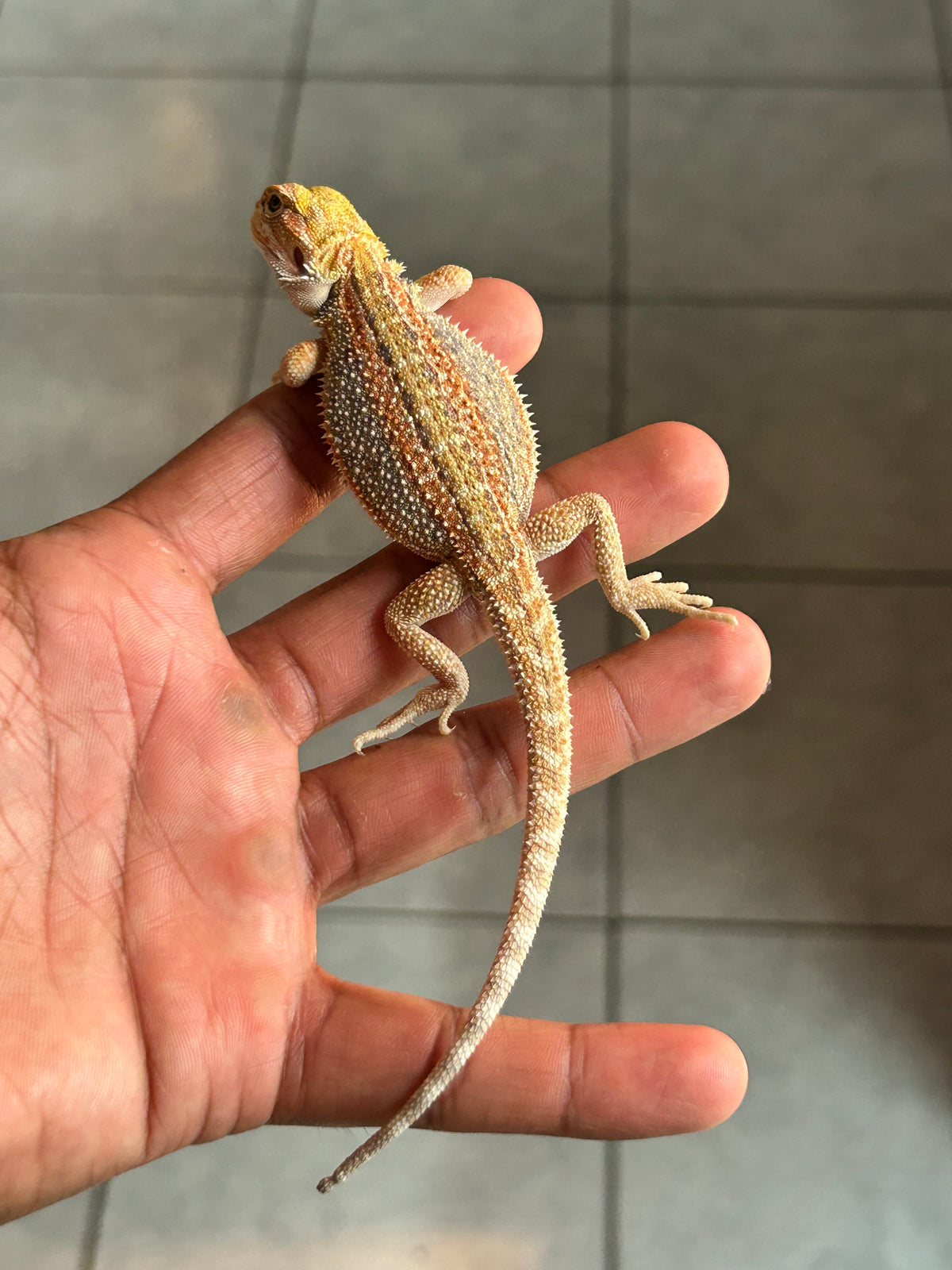 Pogona Orange hypo dunner hembra (Nip tail)