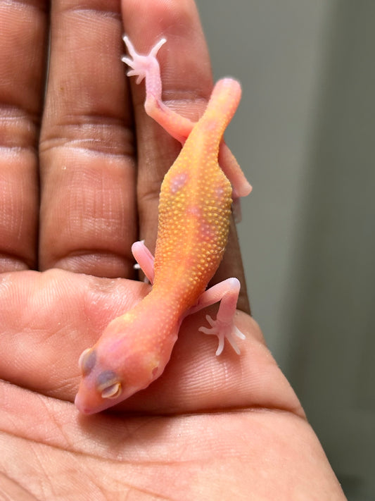 Gecko leopardo Blood raptor