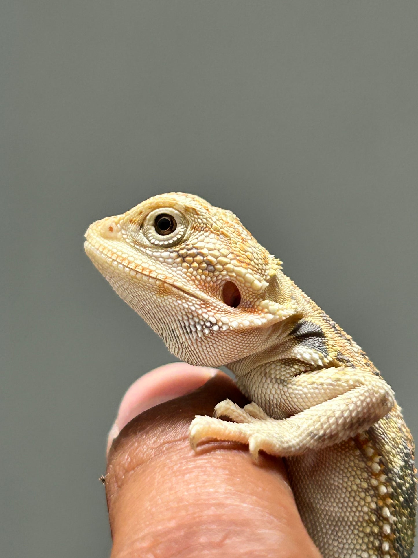 Pogona Hypo het zero hembra