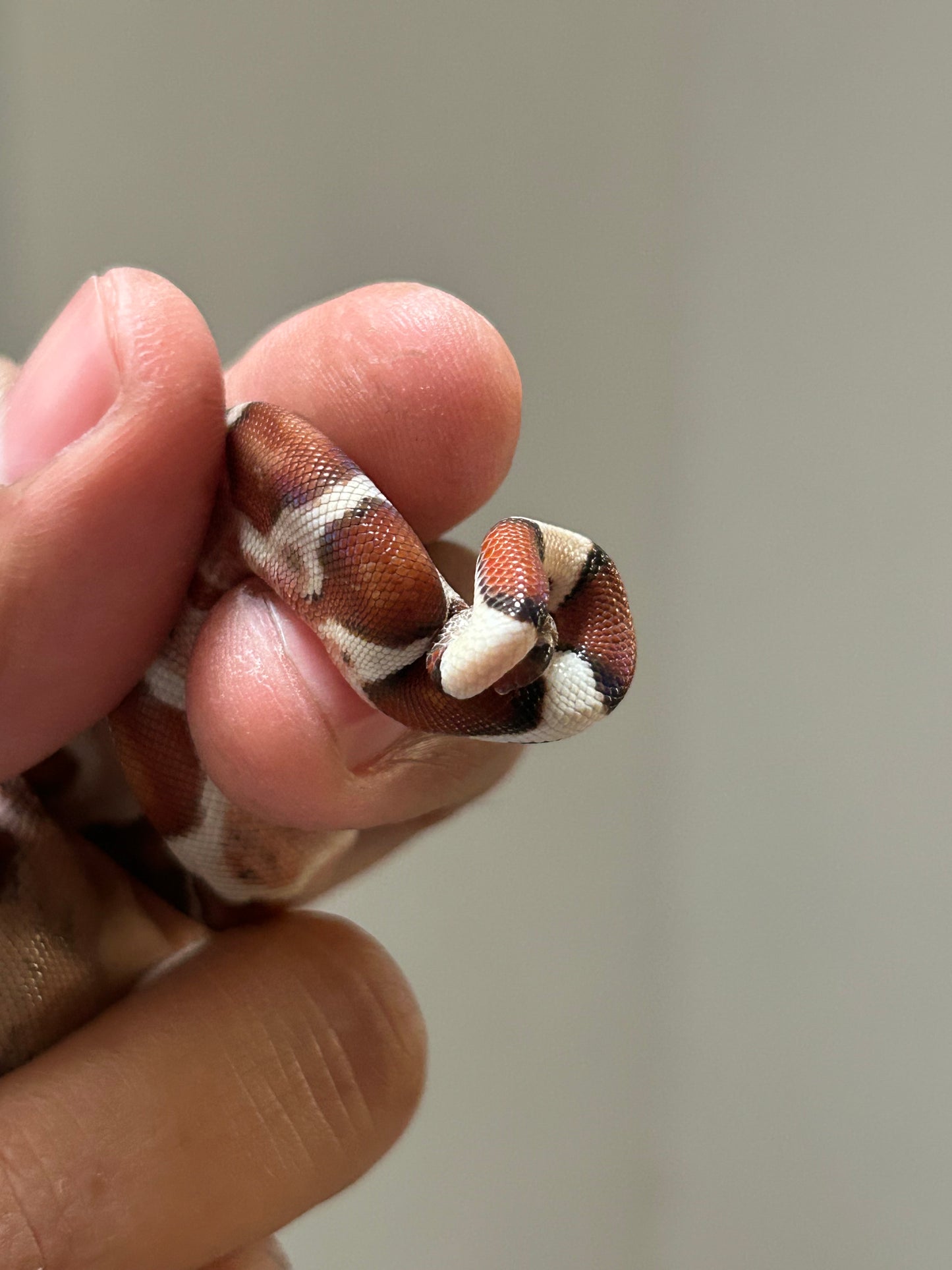 Boa colombiana Hypo macho (Detalle en cola)