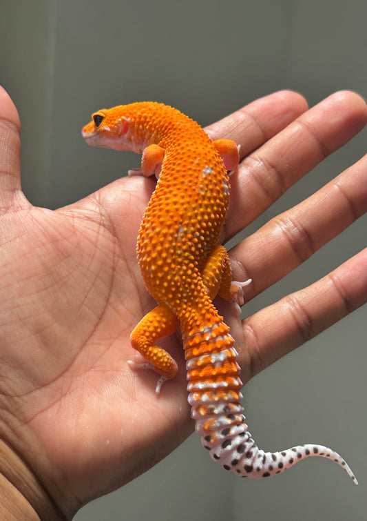Gecko leopardo blood inferno macho