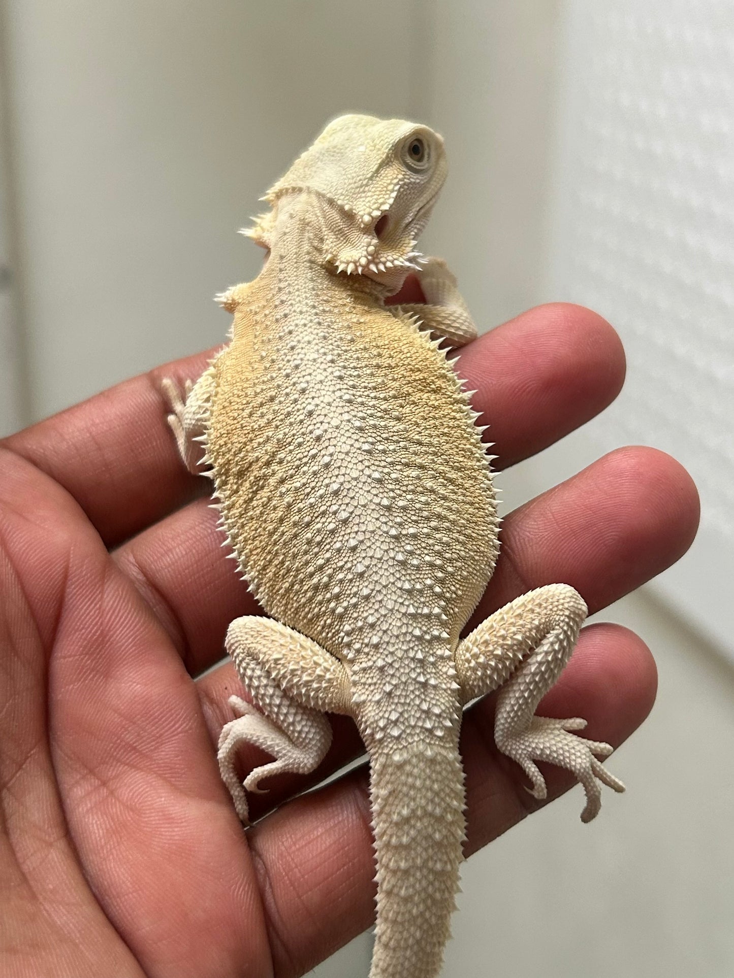 Pogona hypo witblits macho