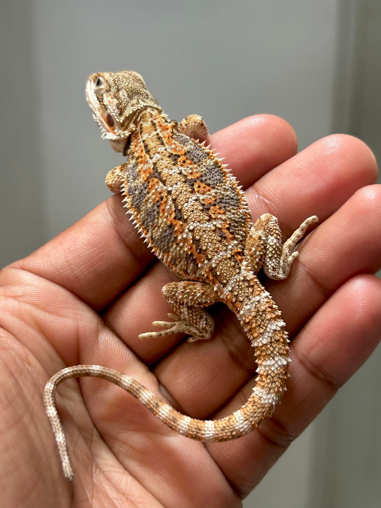 Pogona Nominal het hypo hembra