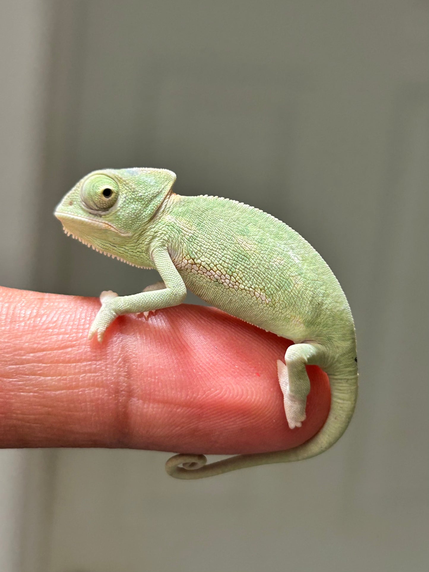 Camaleón de velo low pied hembra cría