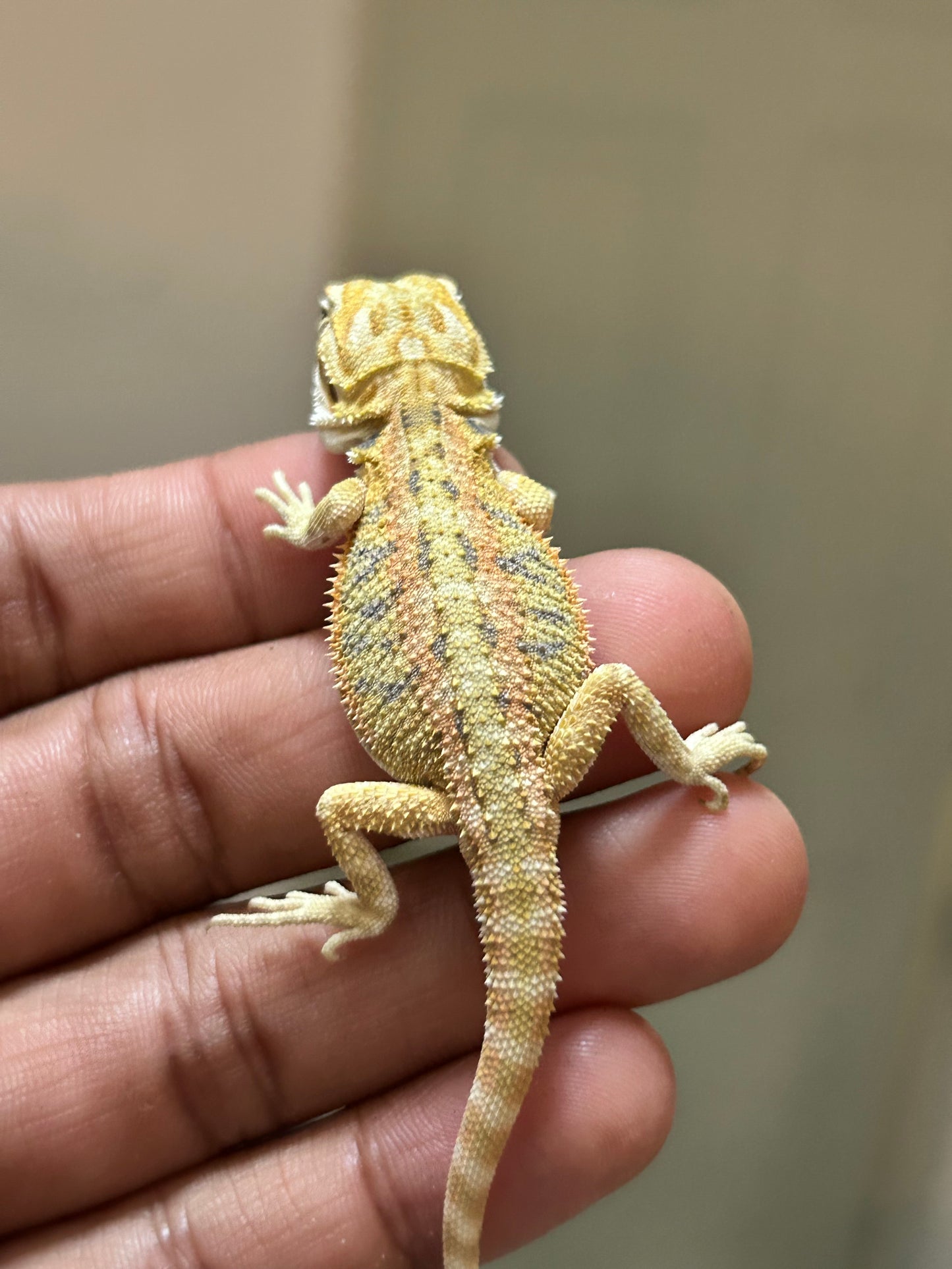 Pogona Citrus hypo macho