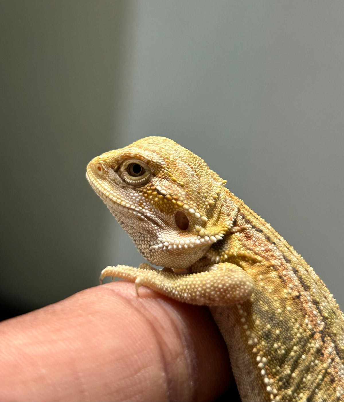 Pogona Citrus hypo dunner hembra