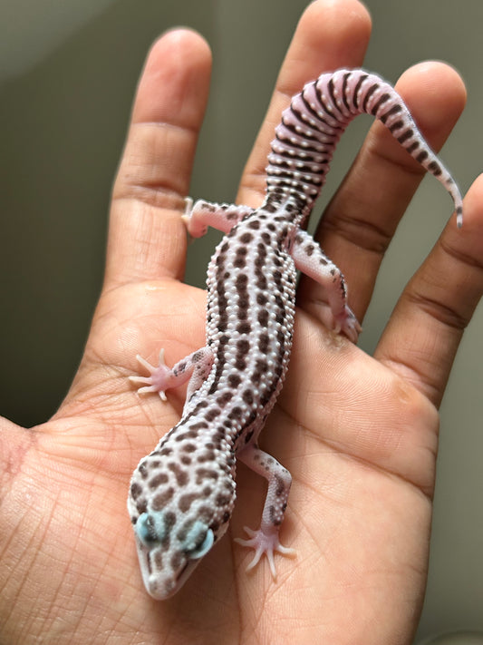 Gecko leopardo Super Snow macho