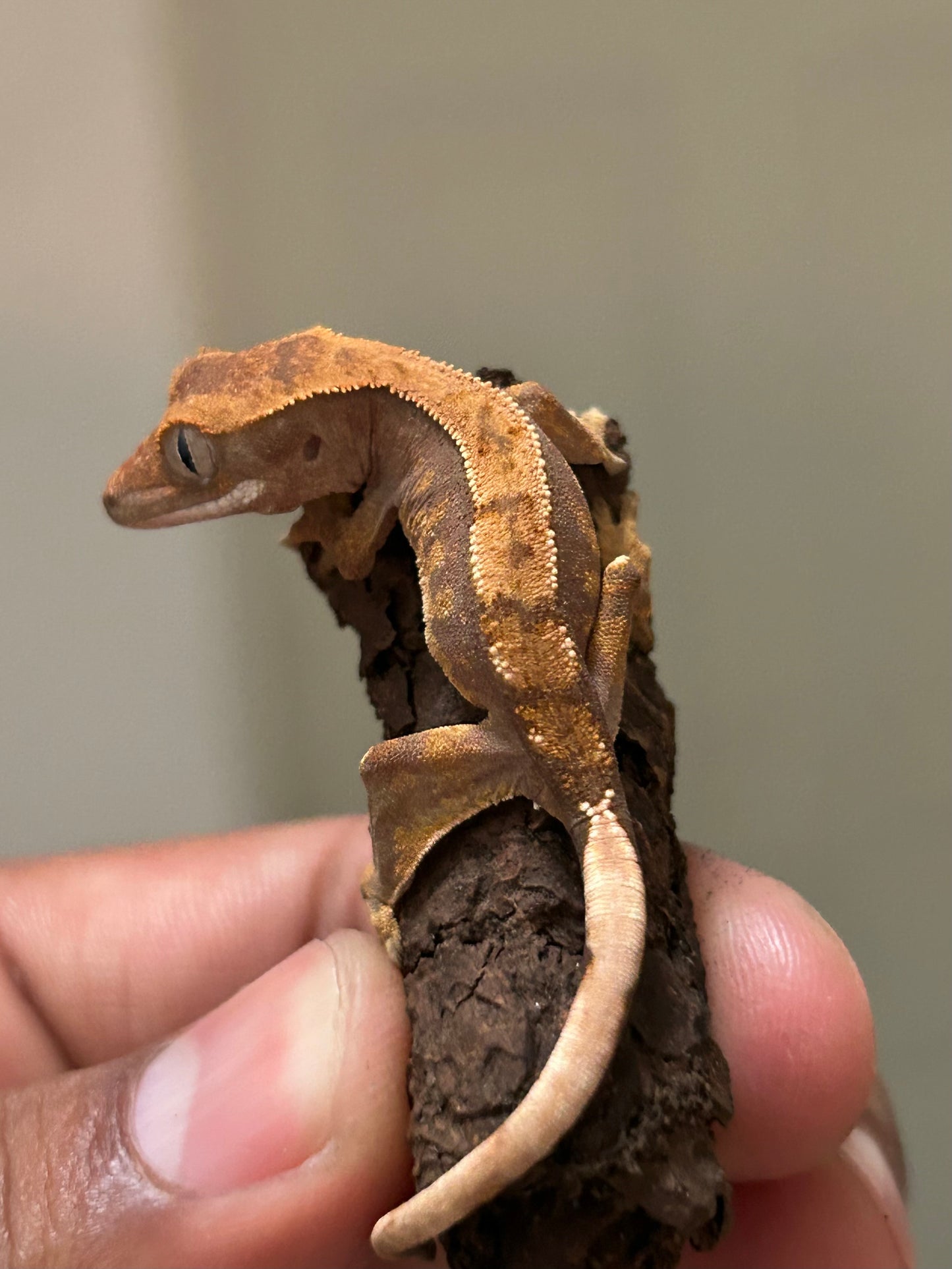 Gecko crestado flame