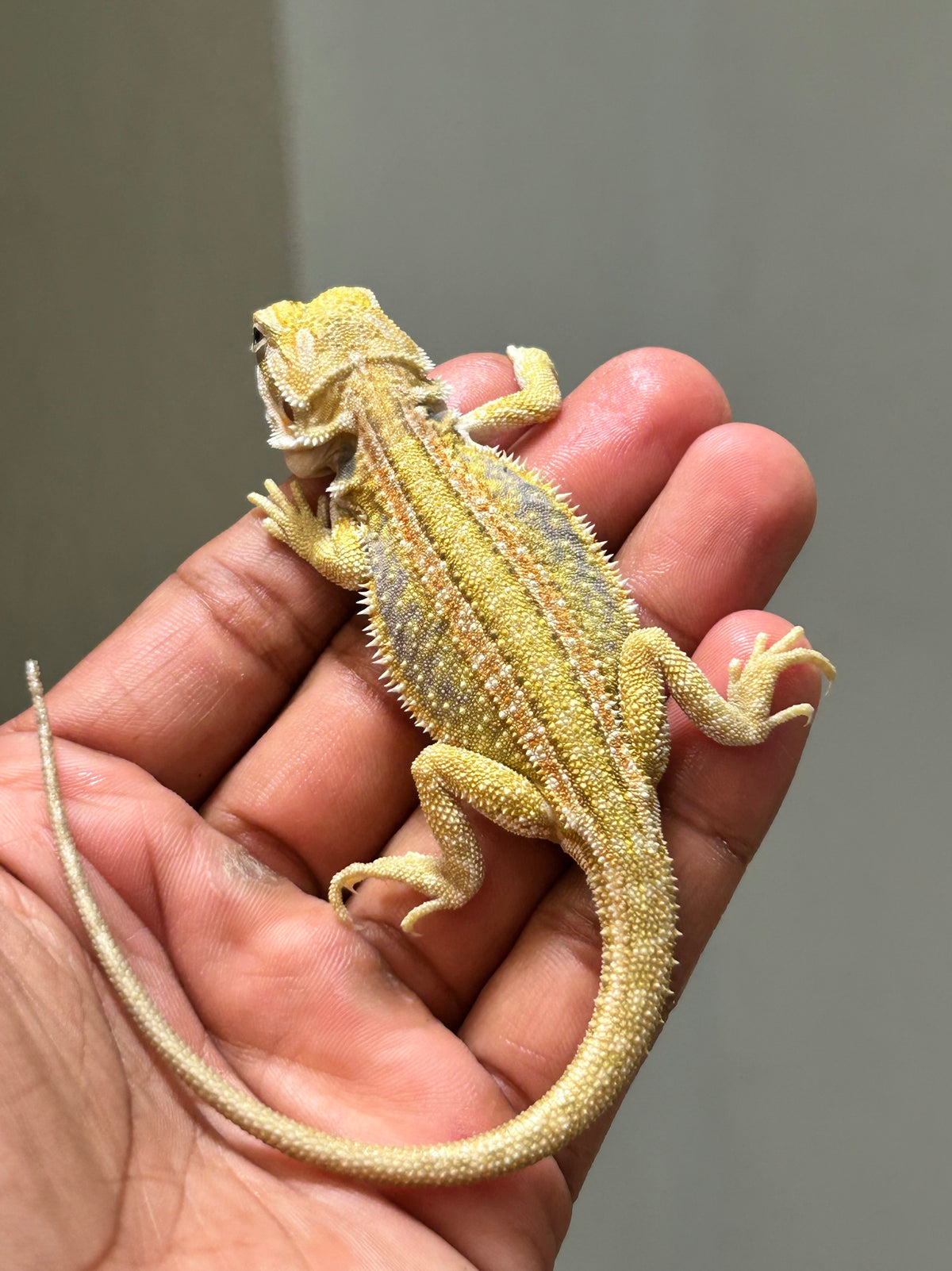 Pogona Citrus hypo leatherback dunner hembra