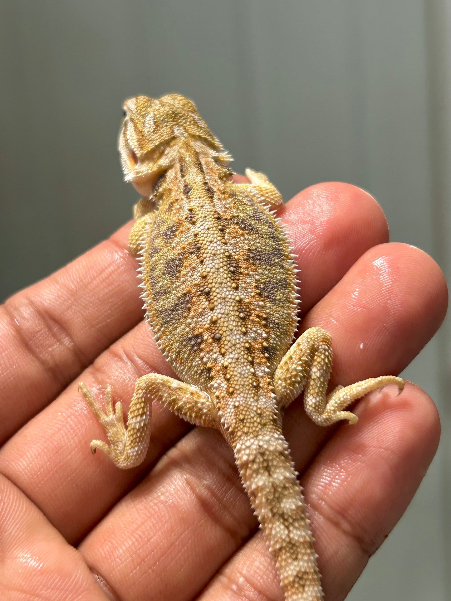 Pogona nominal het hypo/witblits hembra