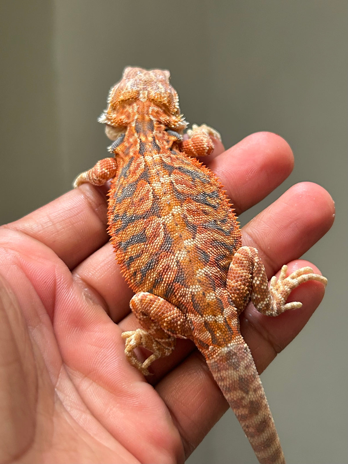 Pogona Chamuco hypo leatherback hembra