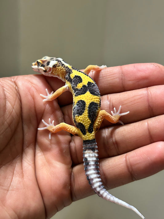 Gecko leopardo Snow Lemon Frost macho