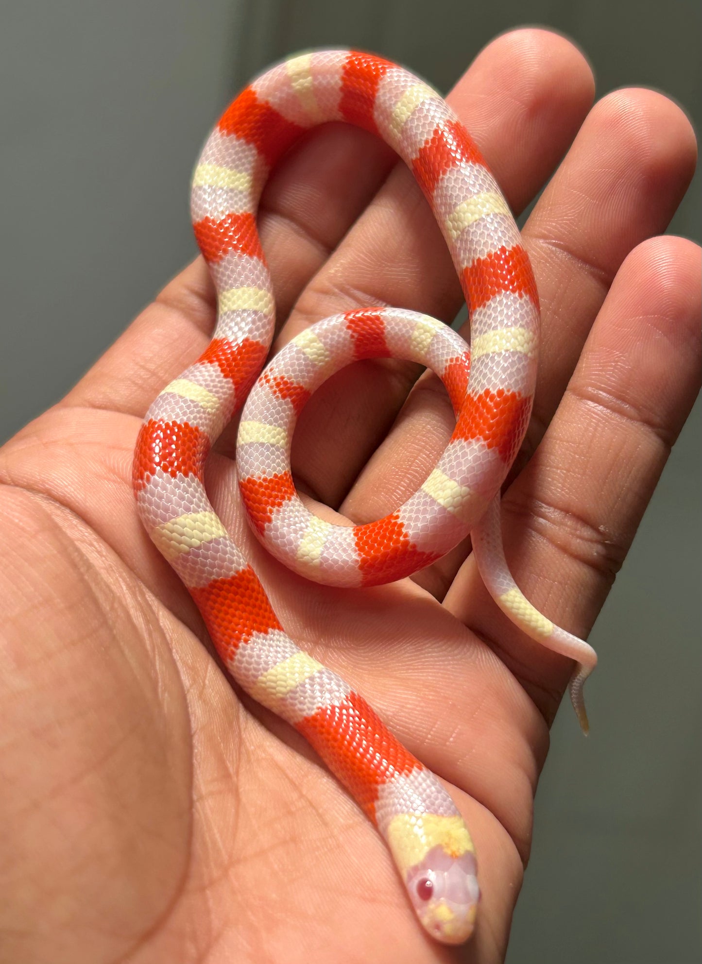 Serpiente falsa coral albina macho (Puebla x Nelson)