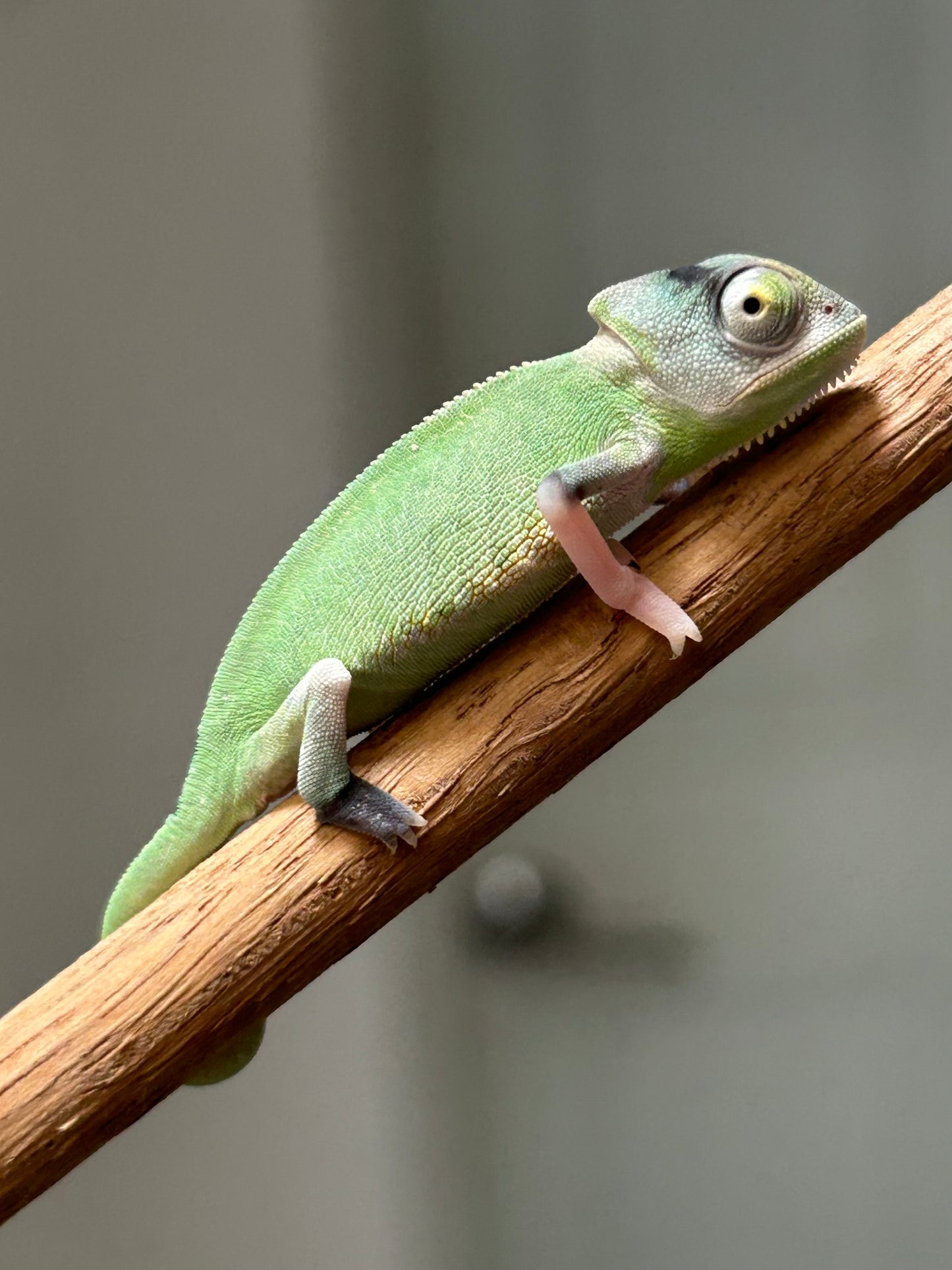 Camaleón de velo high pied macho cría