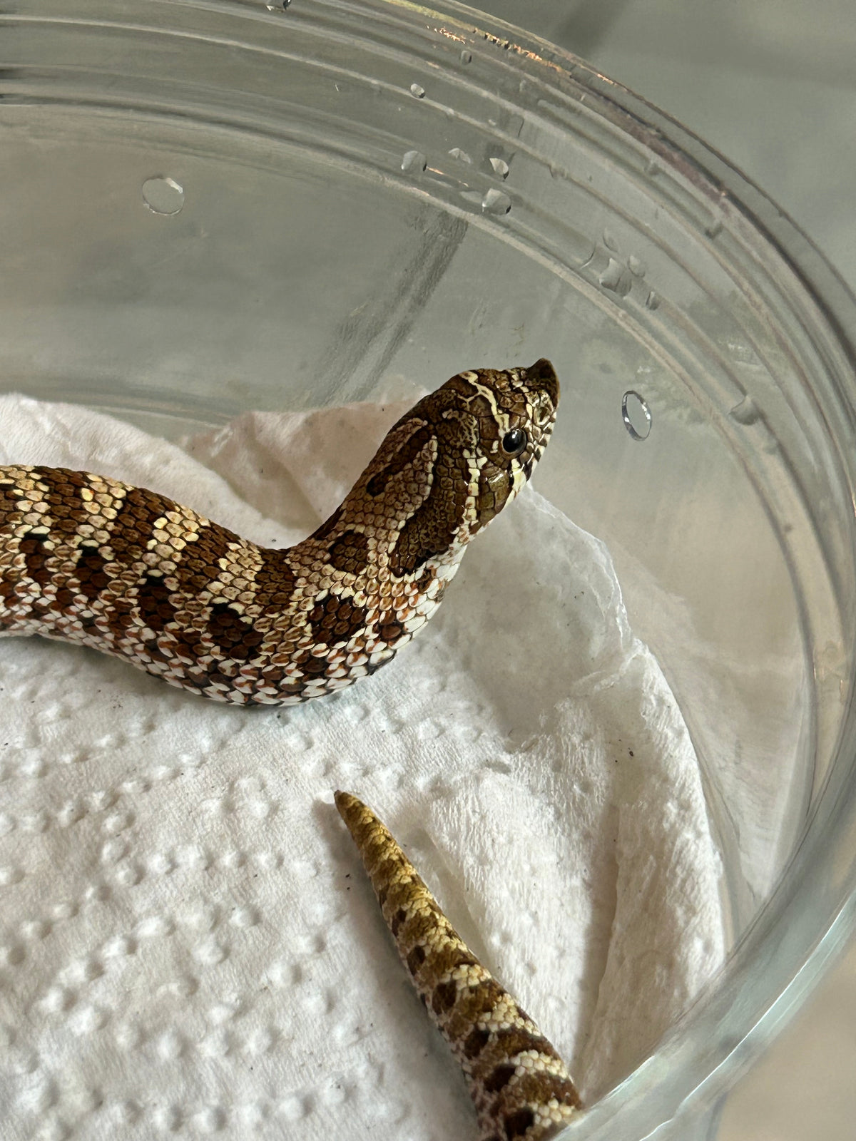 Hognose artic macho