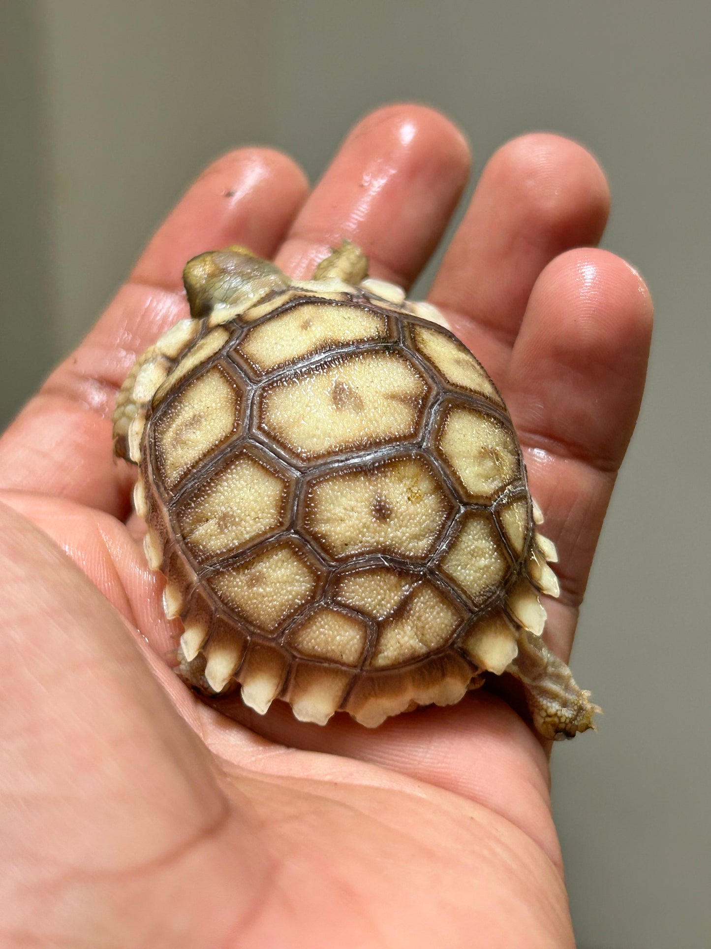 Tortuga sulcata cría