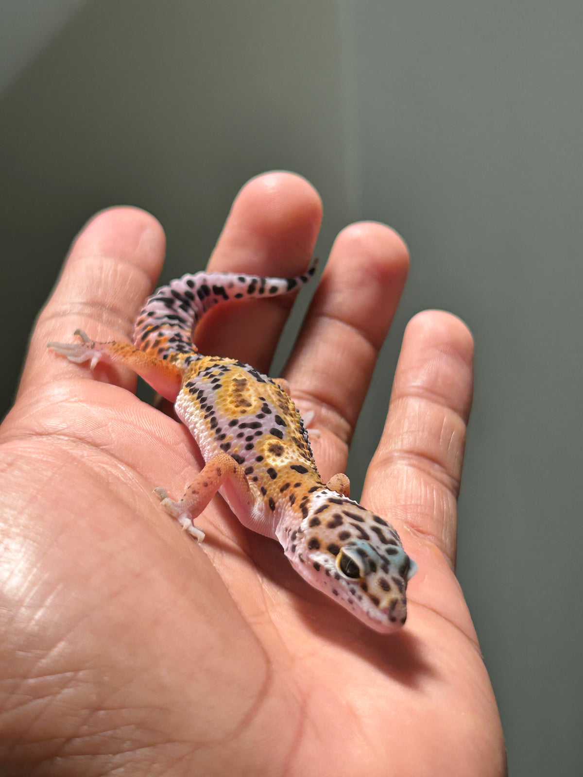 Gecko leopardo jungle macho