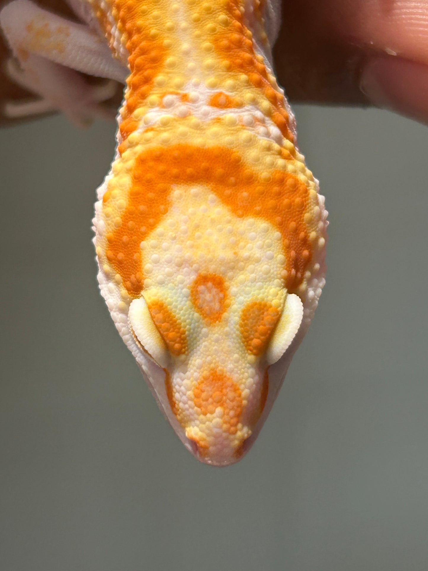 Gecko leopardo Bell W&Y snow macho