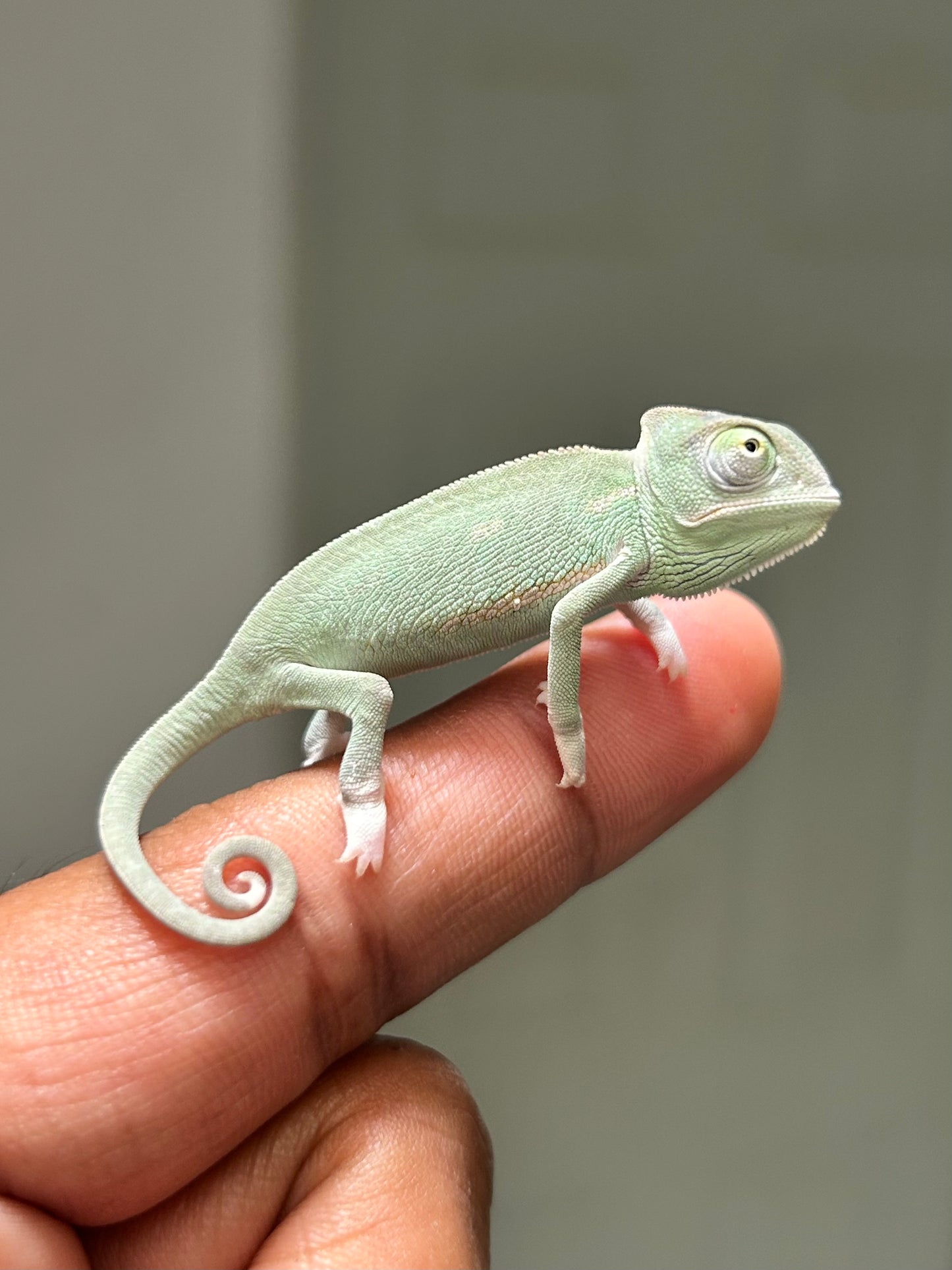 Camaleón de velo low pied macho cría