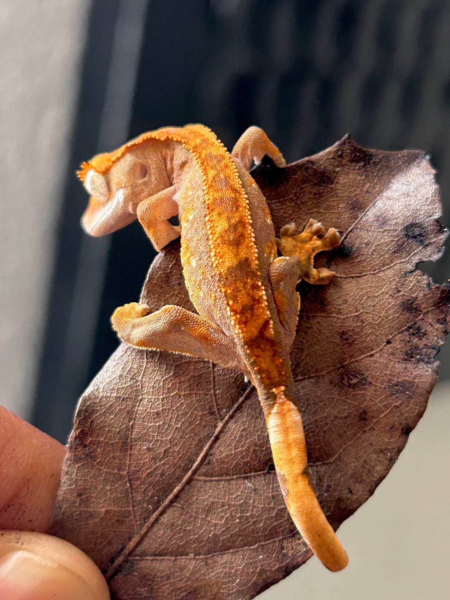 Gecko crestado harlequin