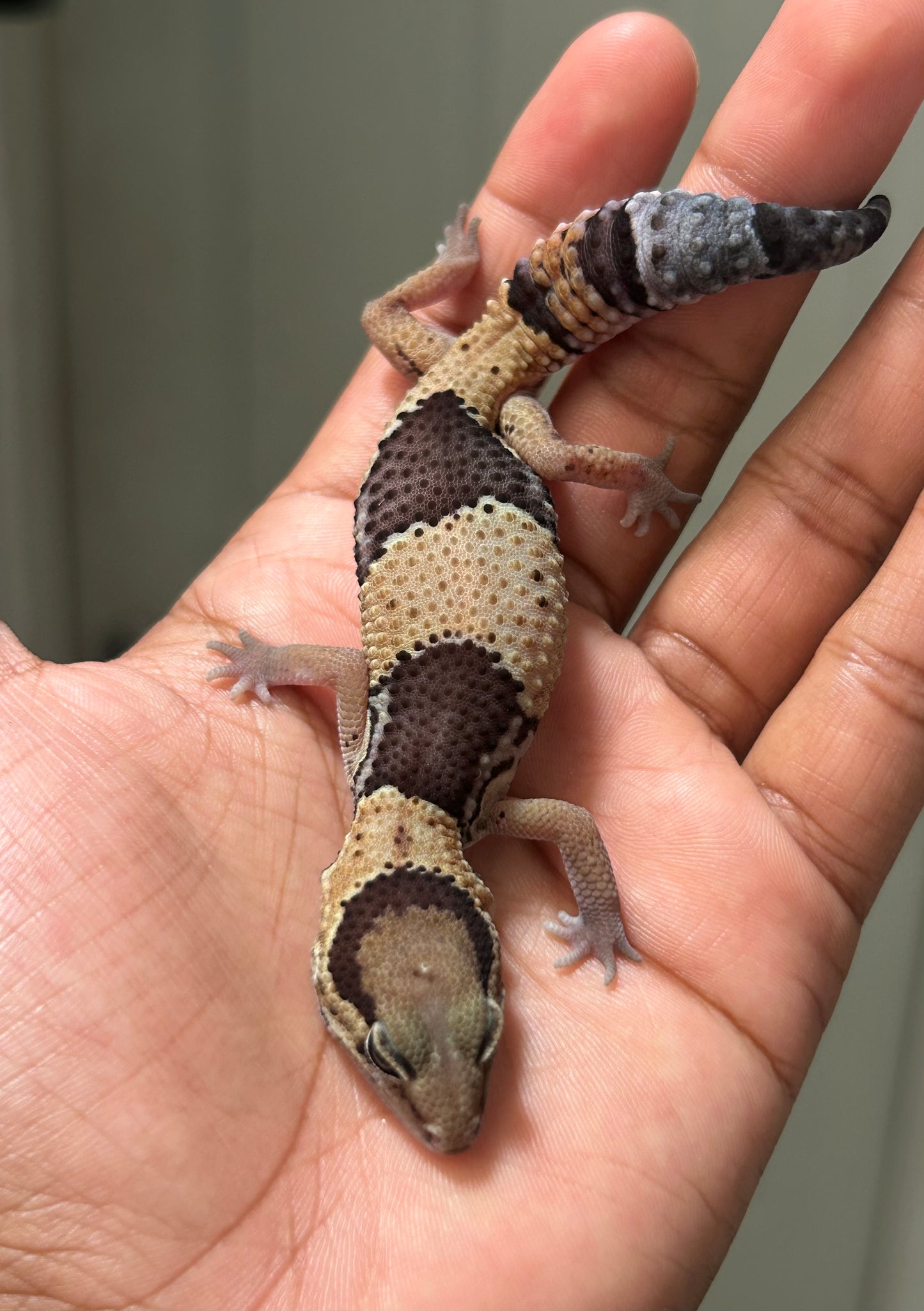 Gecko cola gorda nominal macho