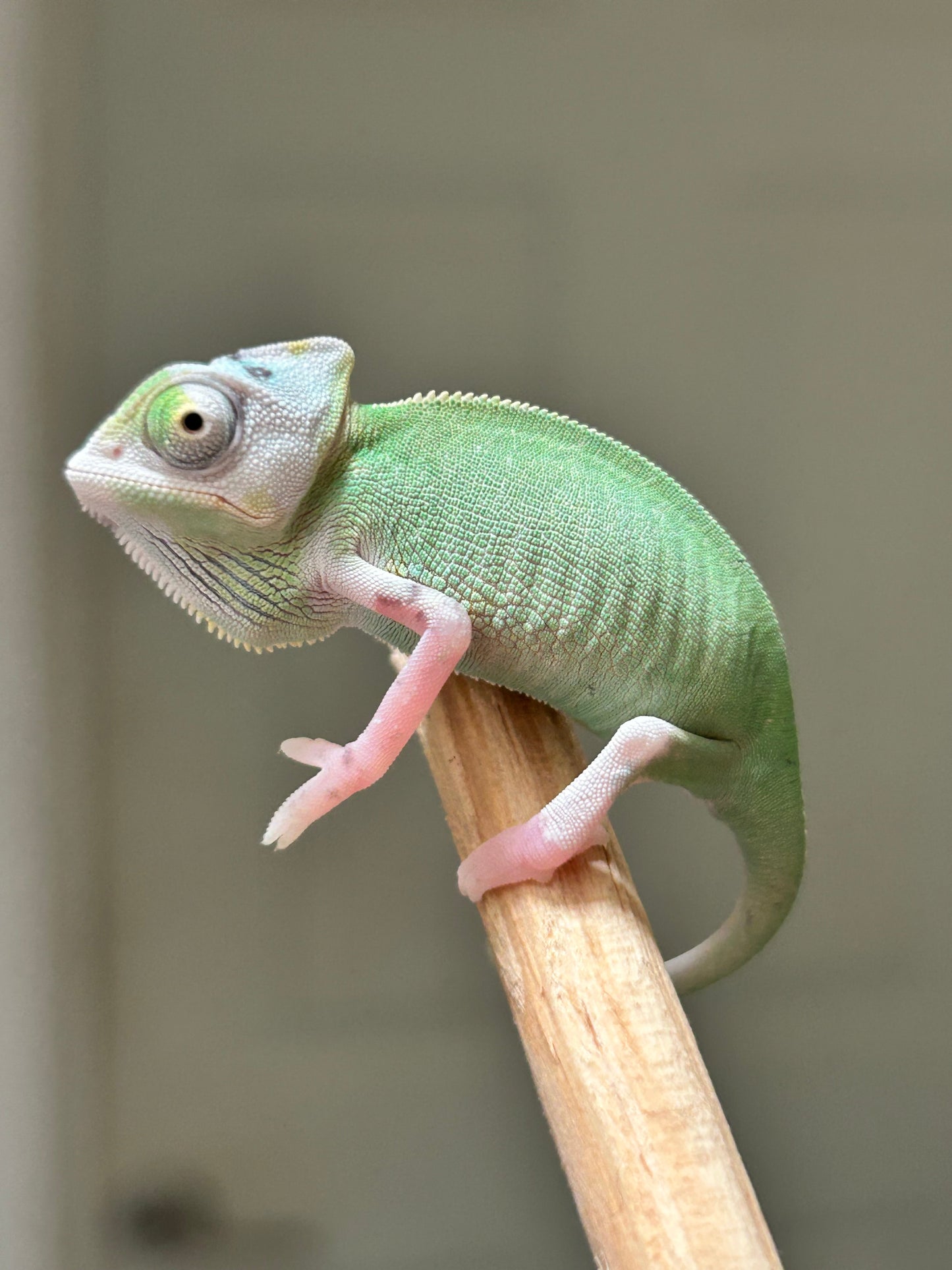 Camaleón de velo high pied macho cría