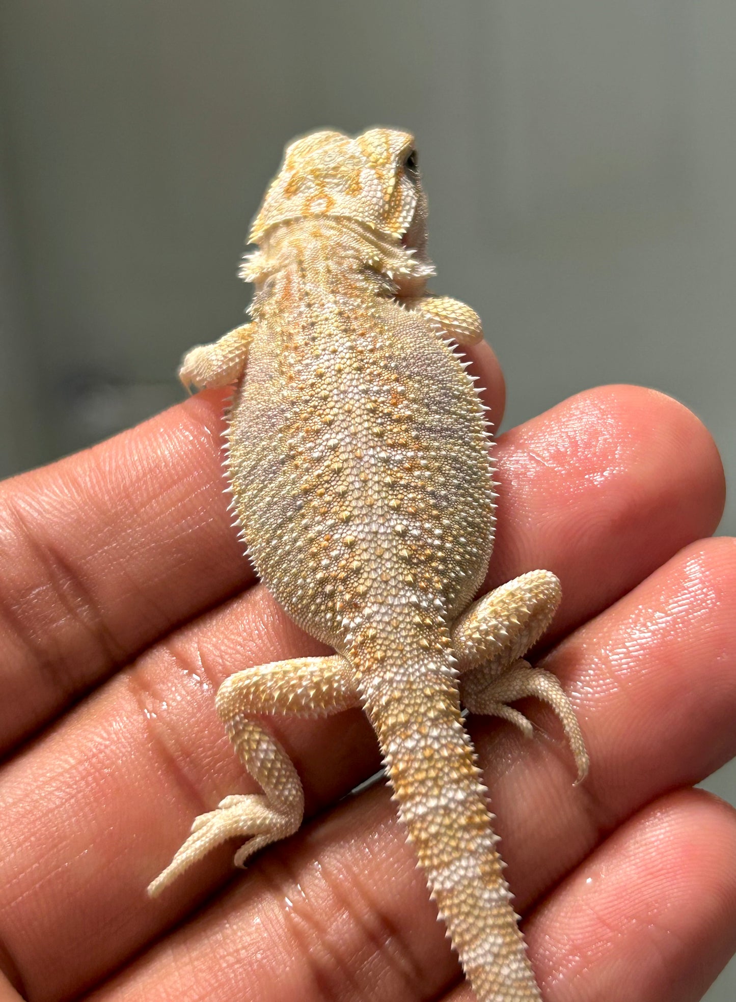 Pogona Hypo het witblits macho